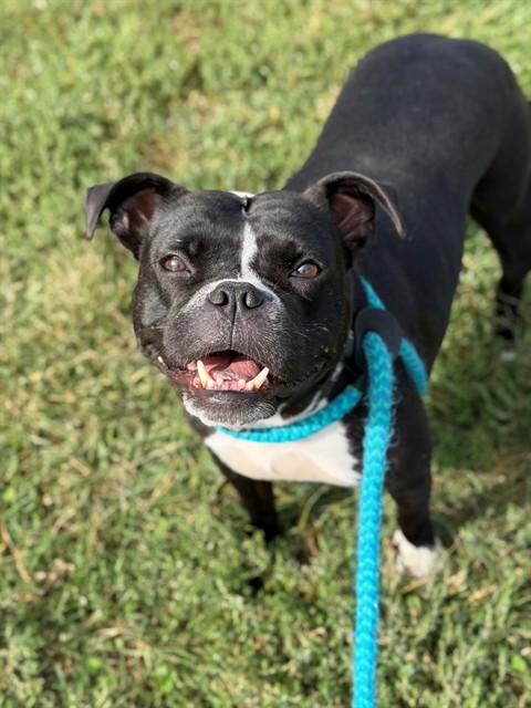 LAVERNE, Adoptable, Adult Female Boston Terrier & Mixed Breed.