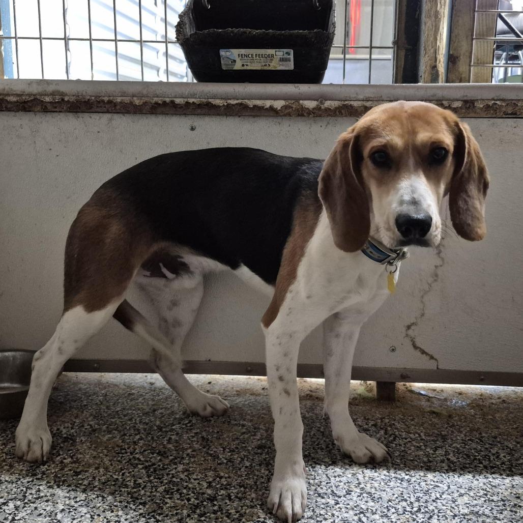 Raynor, Adoptable, Adult Male Beagle & Foxhound.
