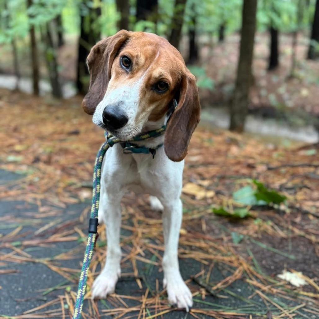 Raynor, Adoptable, Adult Male Beagle & Foxhound.