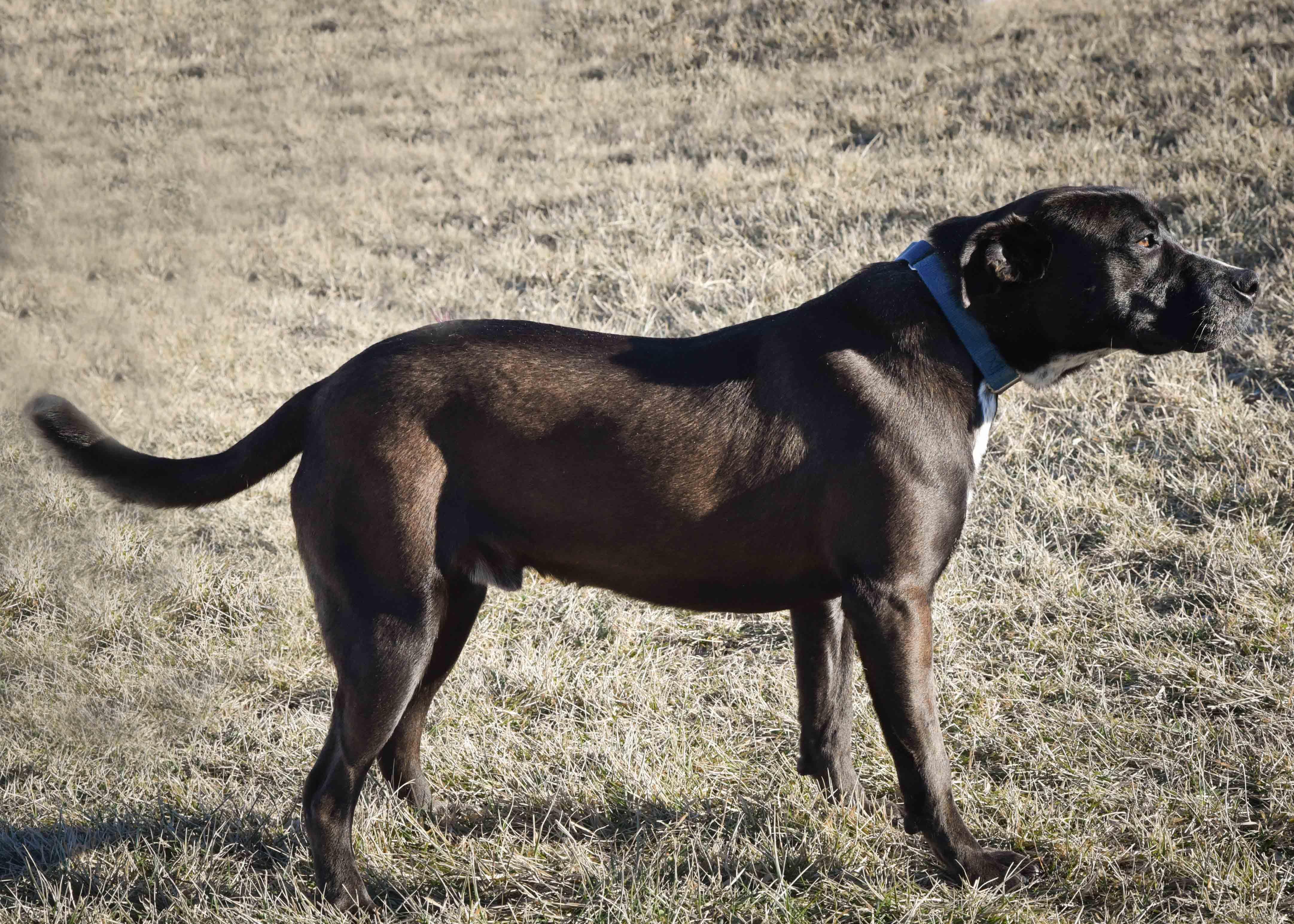 Enlarge Frost, a Adoptable mixed breed in Jefferson, IA image 3/3