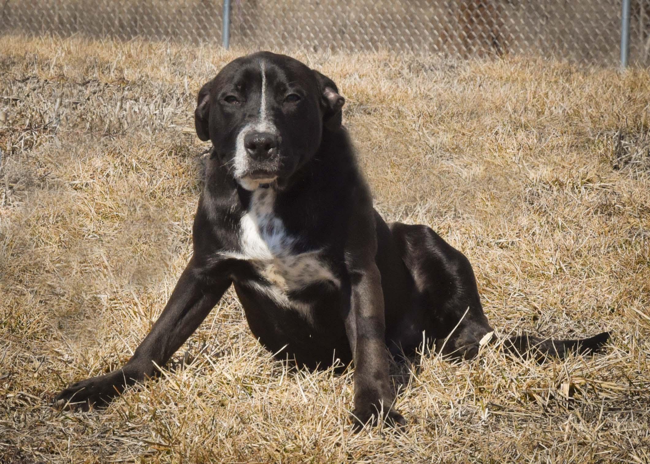 Enlarge Frost, a Adoptable mixed breed in Jefferson, IA image 2/3