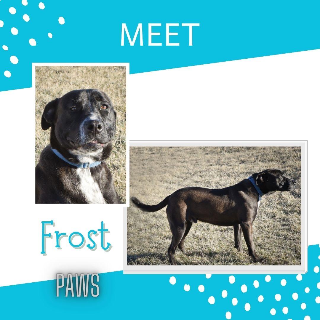 Enlarge Frost, a Adoptable mixed breed in Jefferson, IA image 1/3