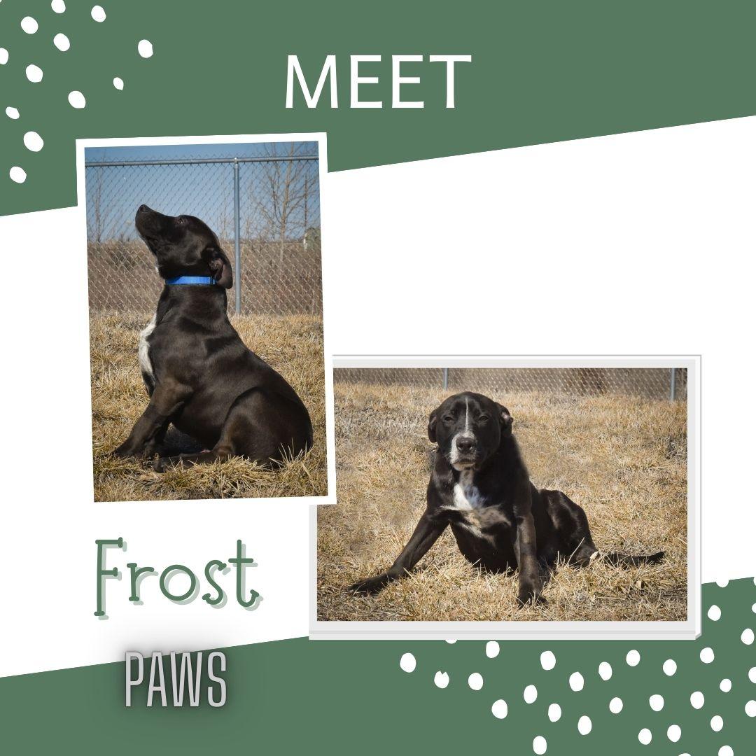 Enlarge Frost, a Adoptable mixed breed in Jefferson, IA image 1/3