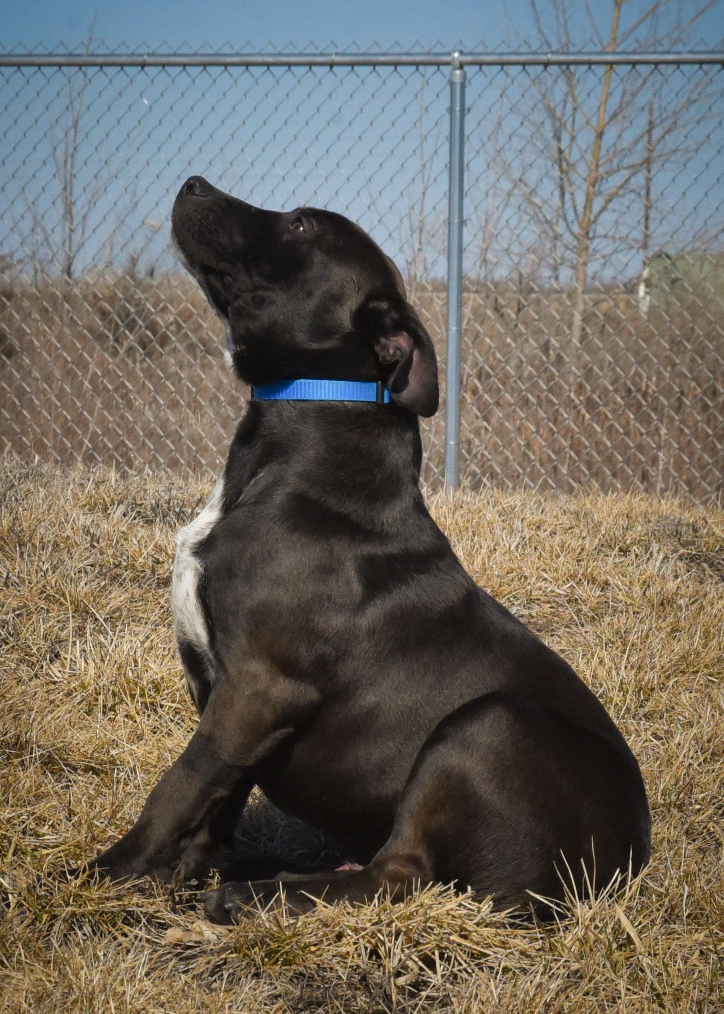 Enlarge Frost, a Adoptable mixed breed in Jefferson, IA image 3/3
