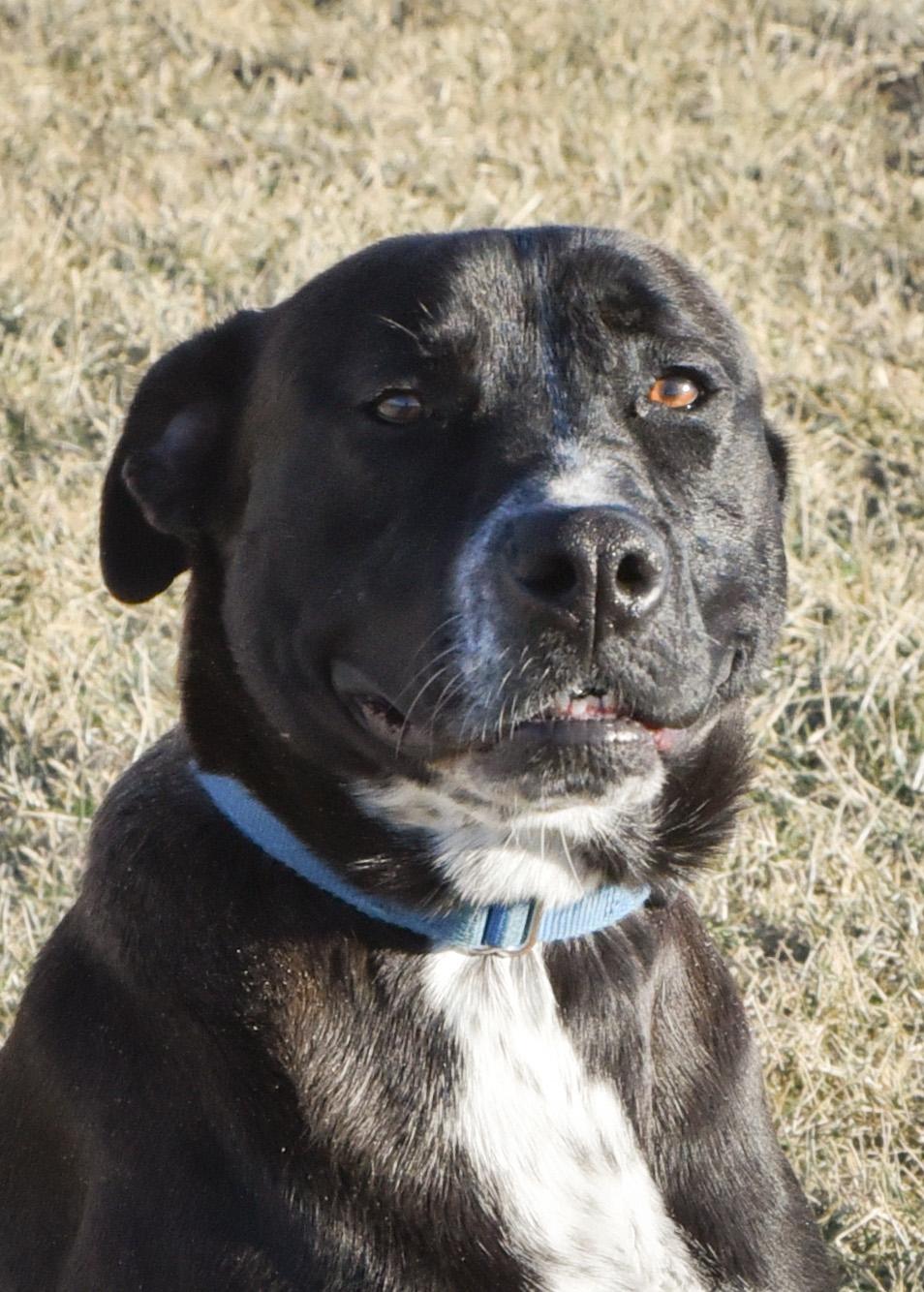 Enlarge Frost, a Adoptable mixed breed in Jefferson, IA image 2/3