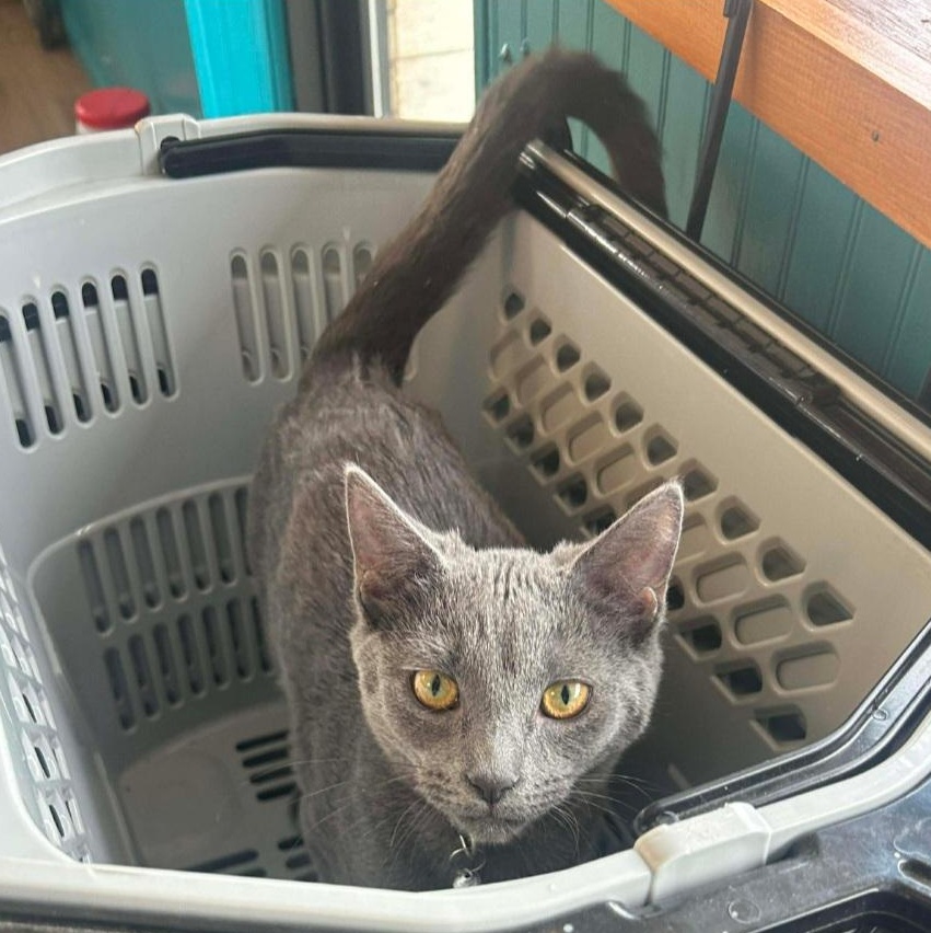 Enlarge Holly & Mittens [bonded sisters], a Adoptable Domestic Short Hair in Claridge, PA image 3/4