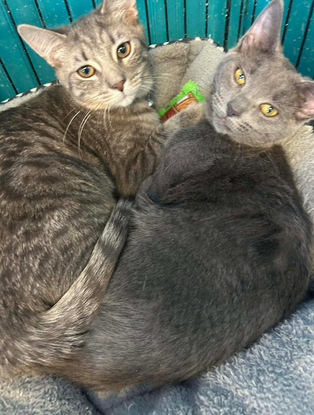 Holly & Mittens [bonded sisters], Adoptable, Kitten Female Domestic Short Hair.