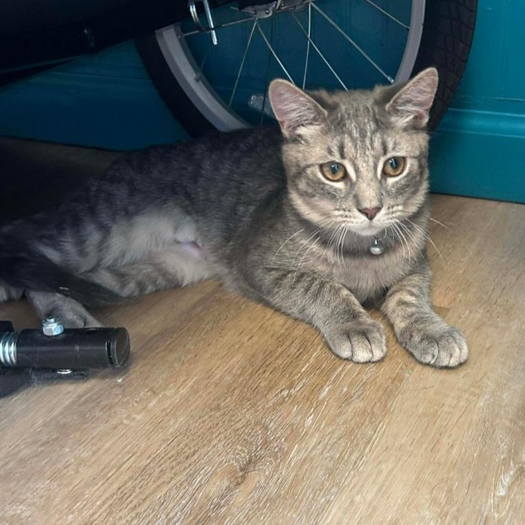 Enlarge Holly & Mittens [bonded sisters], a Adoptable Domestic Short Hair in Claridge, PA image 2/4