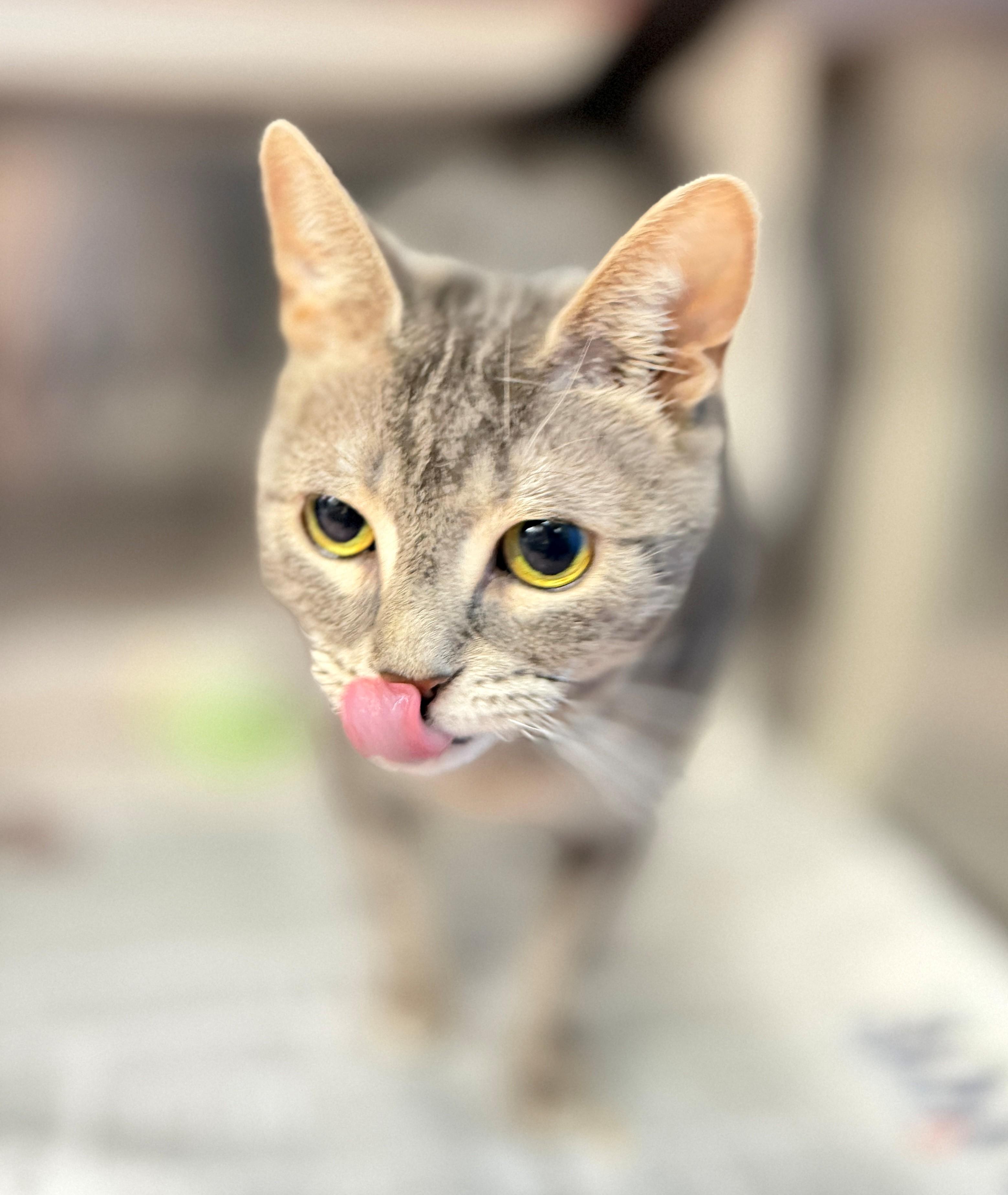 Brielle, an adopted Domestic Short Hair in Hamilton, ON image 3/4