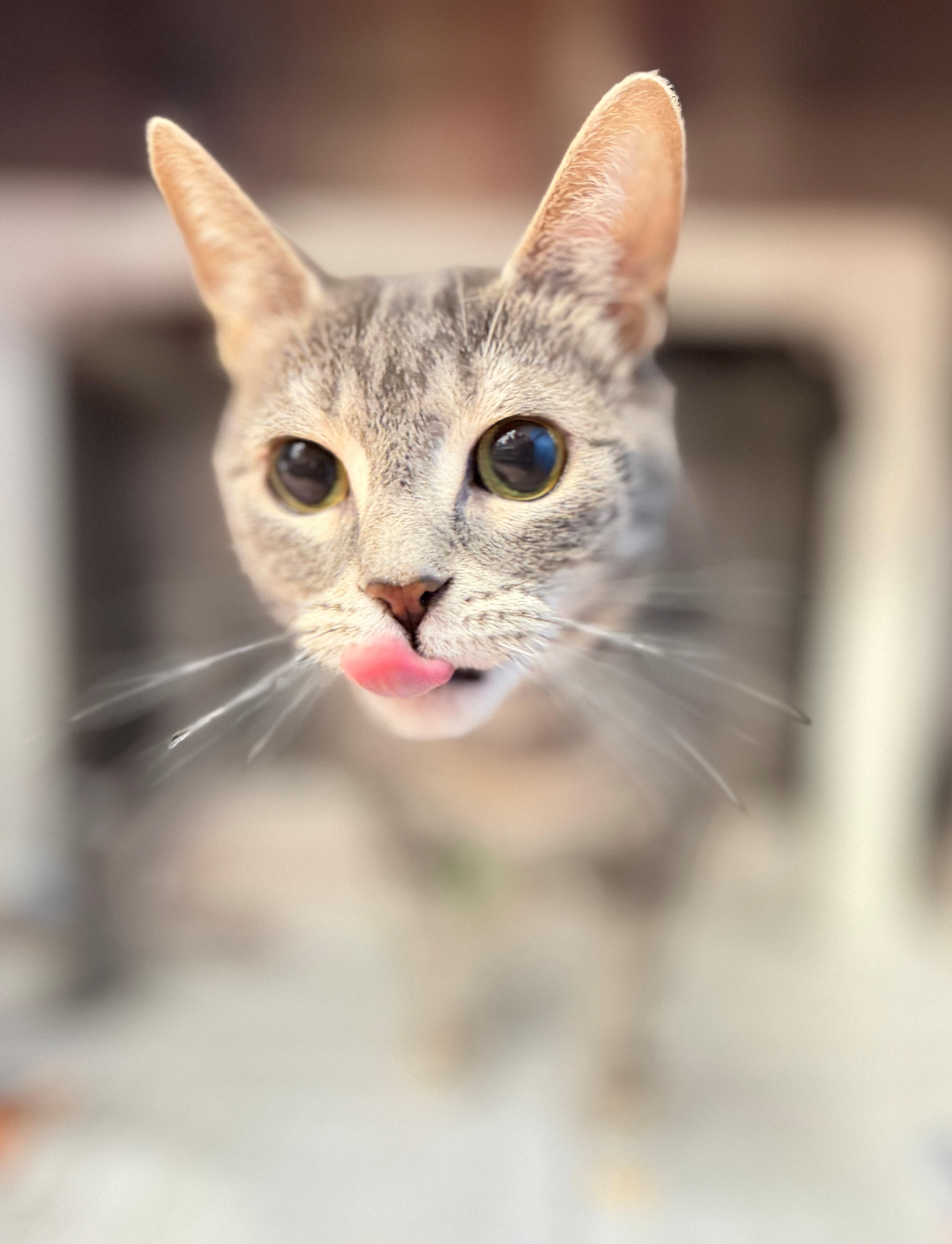 Brielle, adopted, Adult Female Domestic Short Hair.