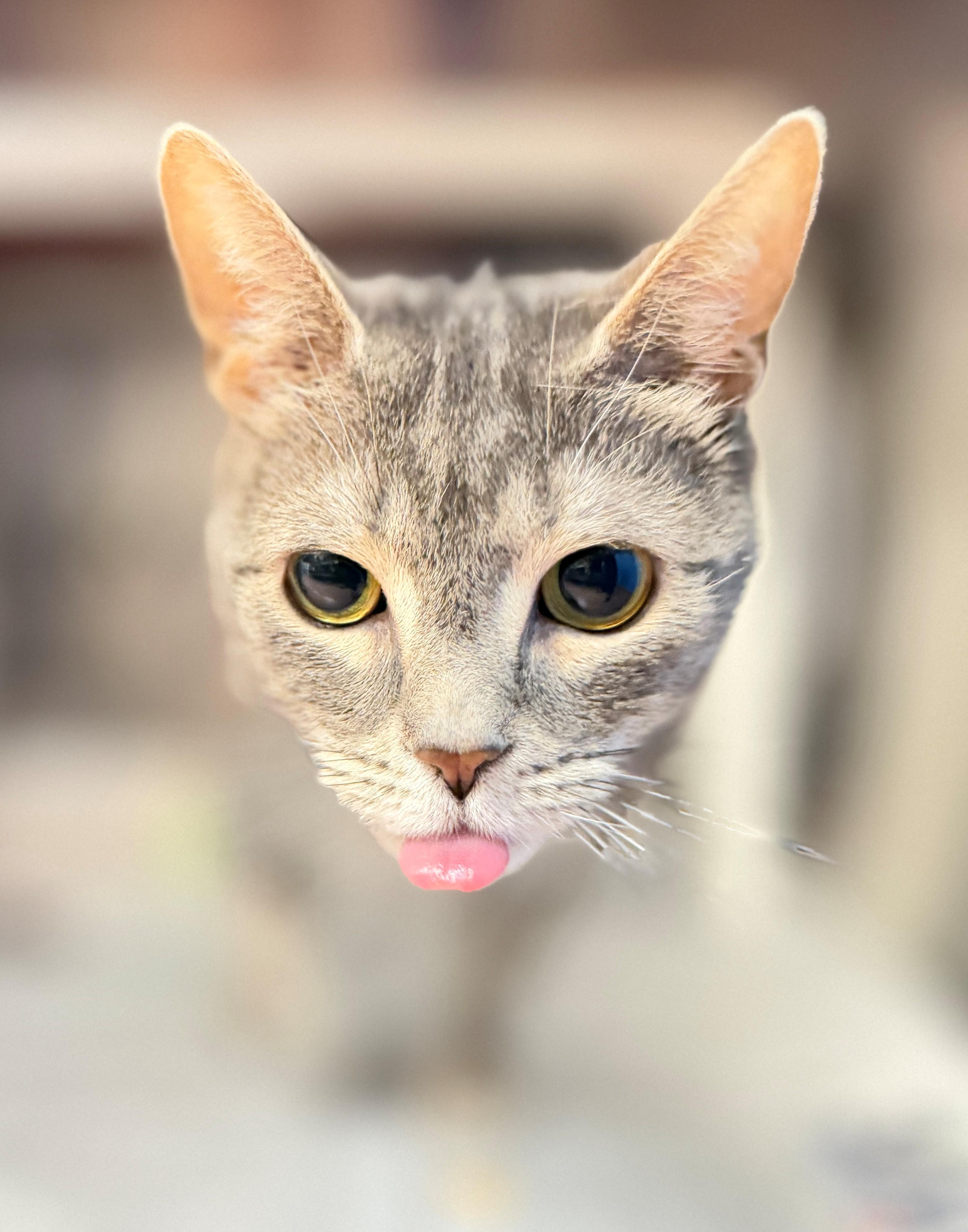Brielle, an adopted Domestic Short Hair in Hamilton, ON image 2/4