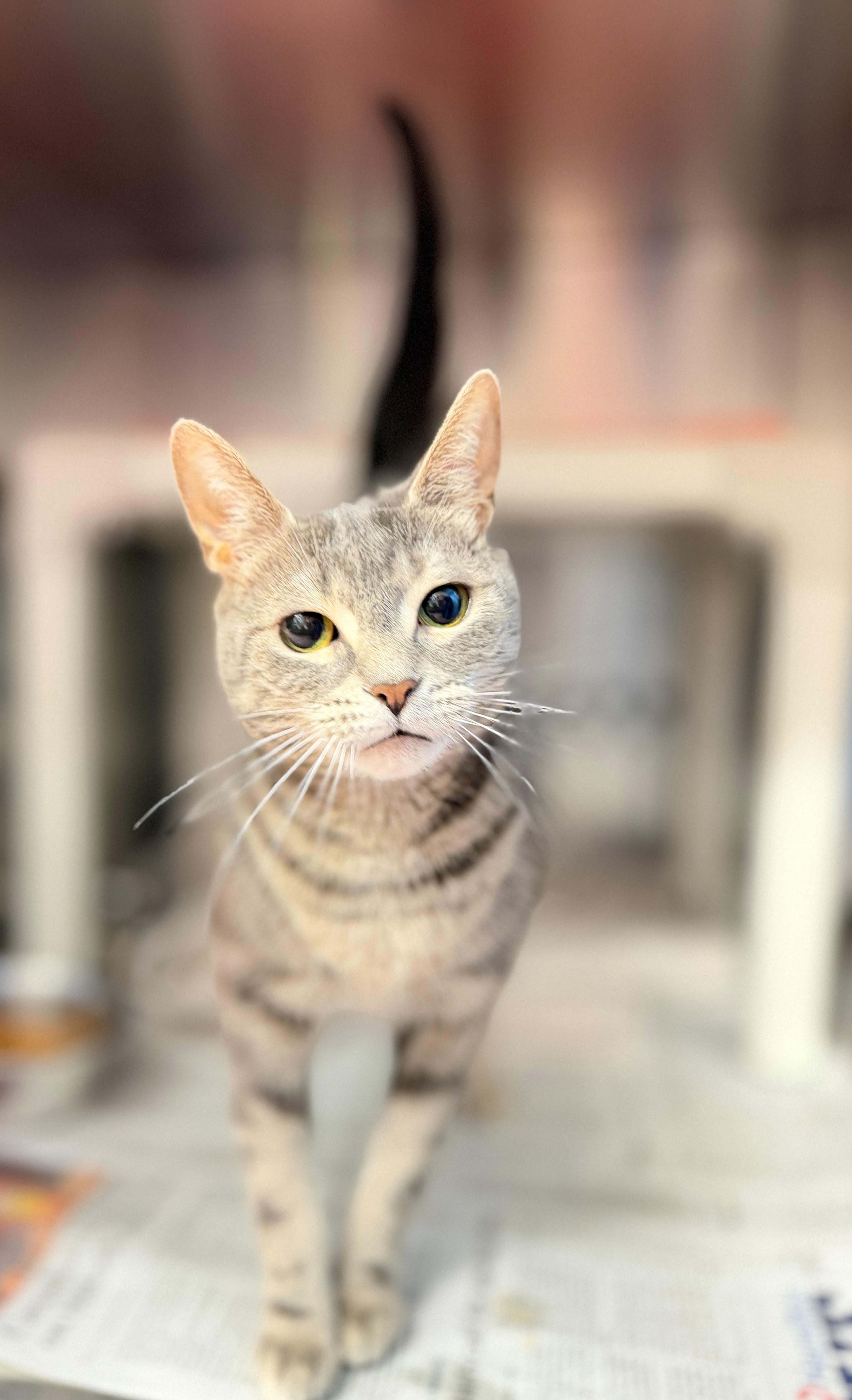 Brielle, an adopted Domestic Short Hair in Hamilton, ON image 4/4