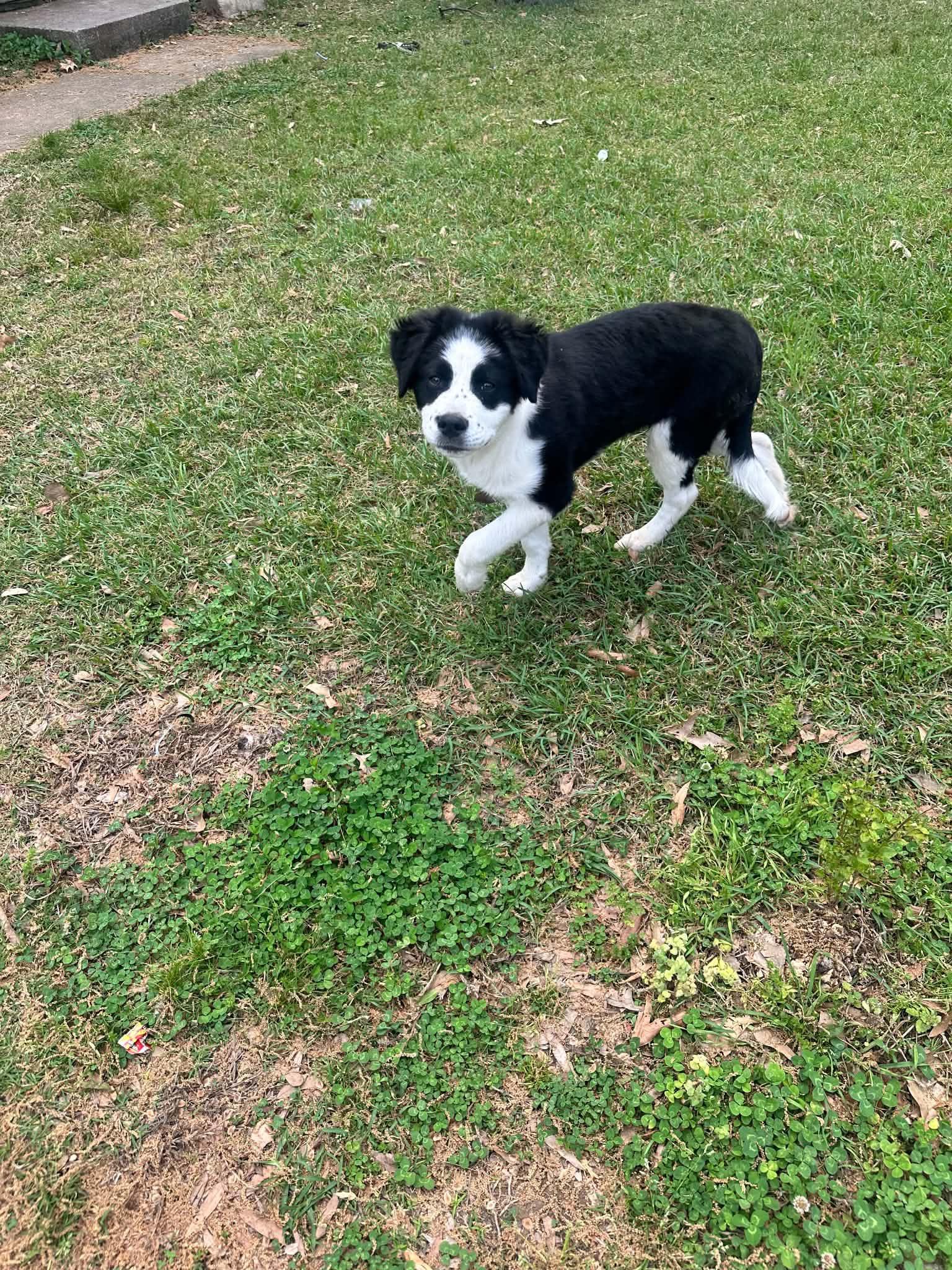 Enlarge Lia, a ADOPTABLE mixed breed in Memphis, TN image 3/3