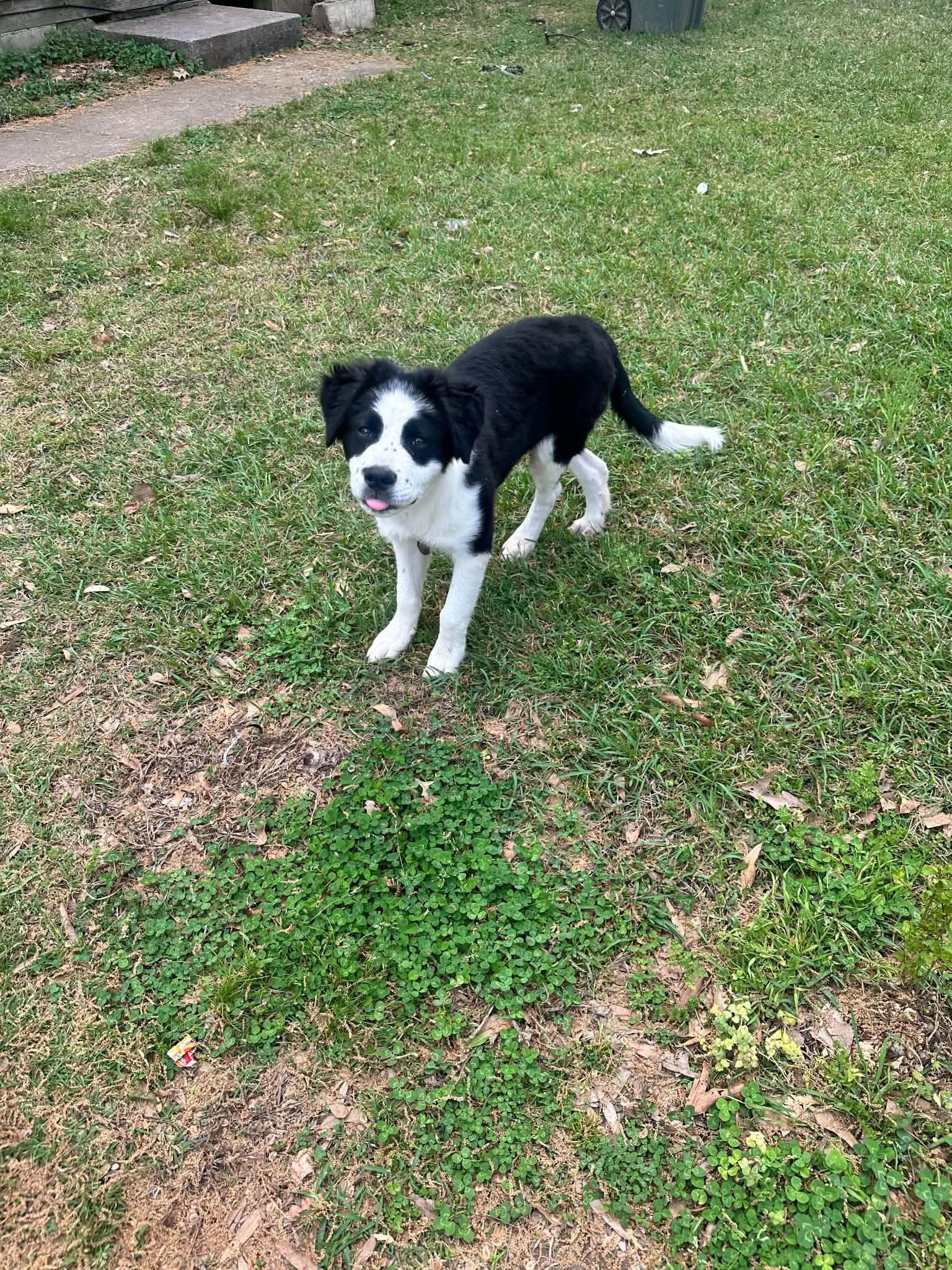 Enlarge Lia, a ADOPTABLE mixed breed in Memphis, TN image 2/3