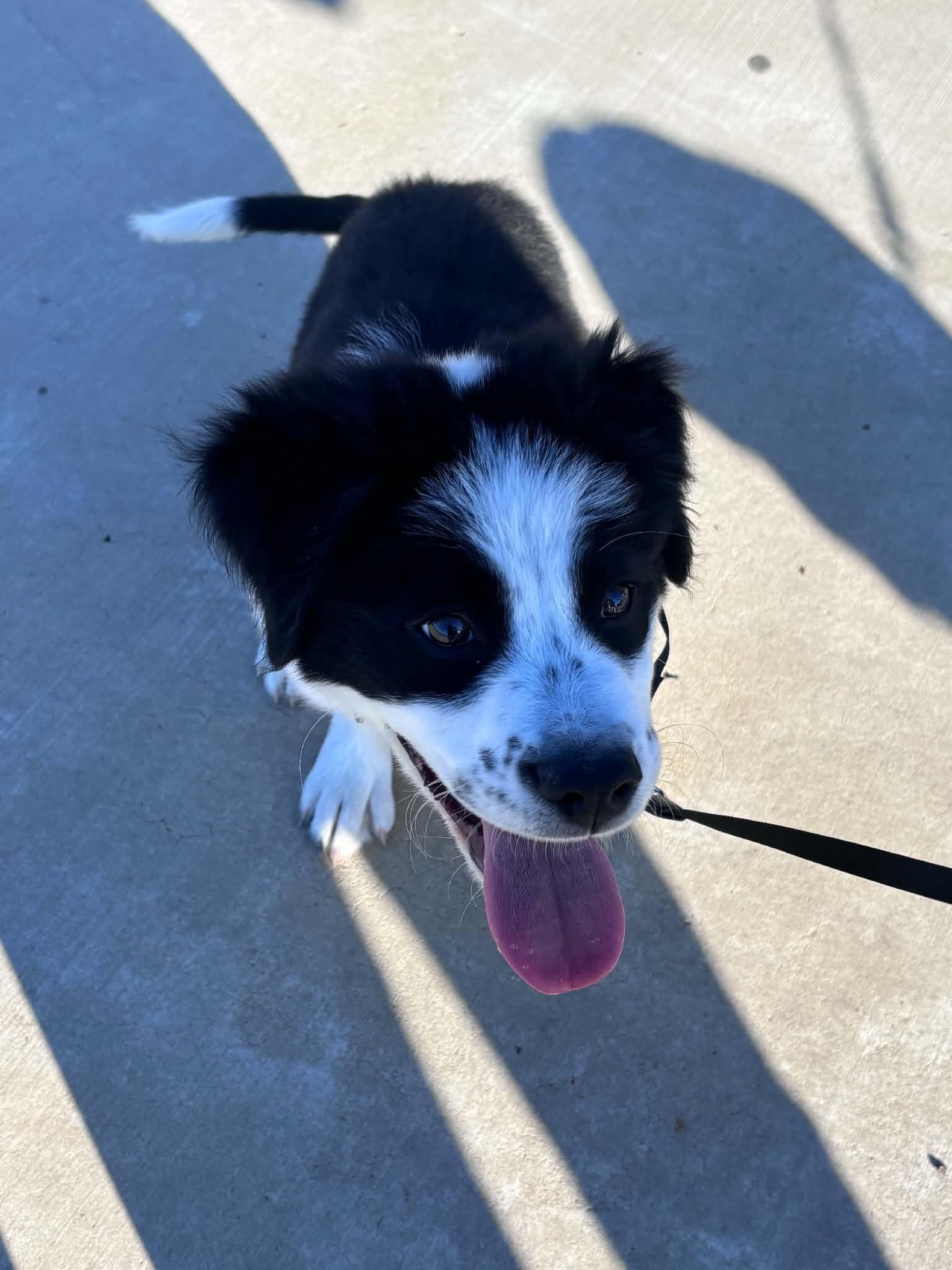 Enlarge Lia, a ADOPTABLE mixed breed in Memphis, TN image 1/3
