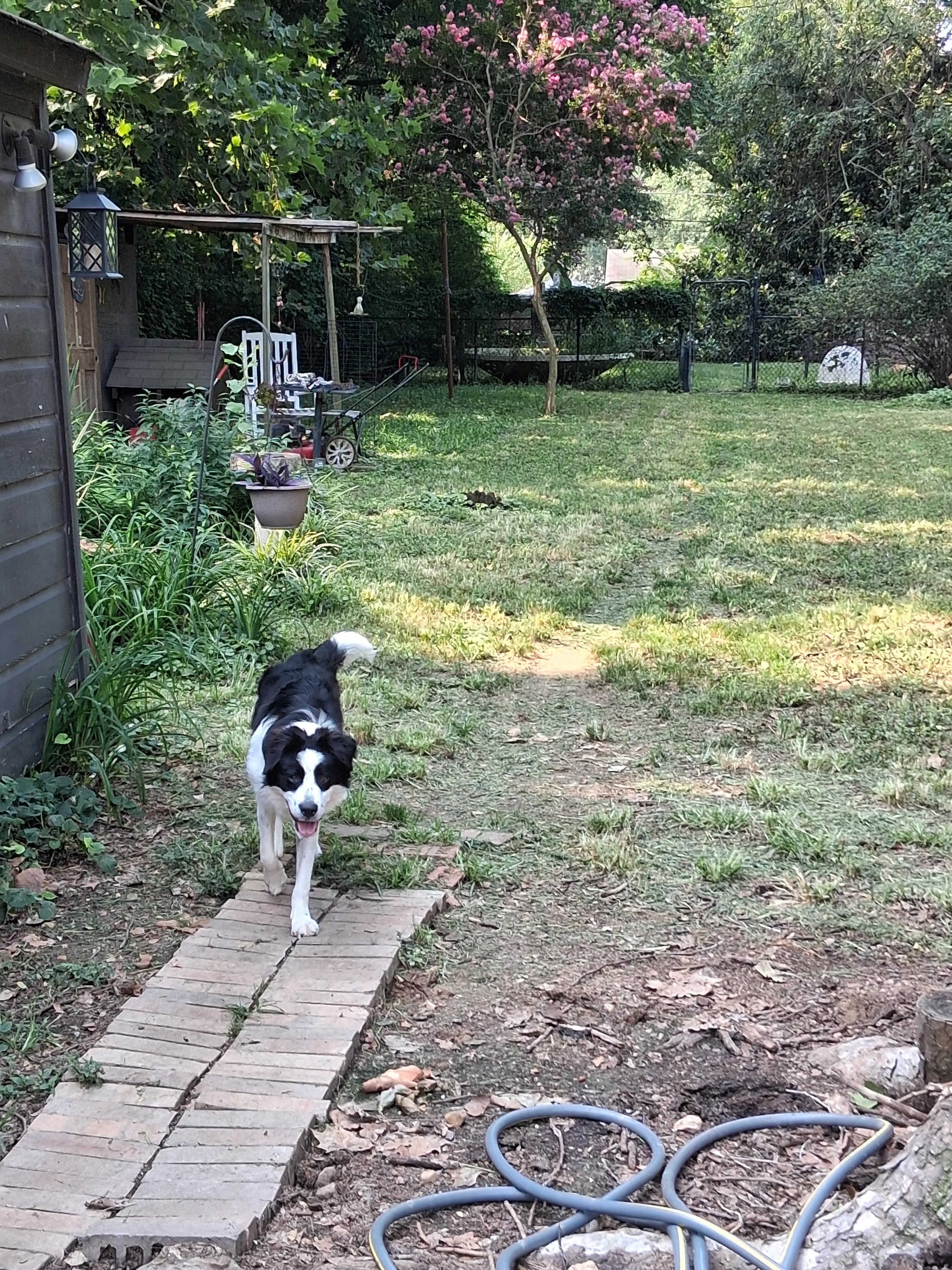 Enlarge Lia, an adopted mixed breed in Memphis, TN image 4/4
