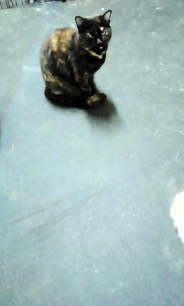 Trixie, Adoptable, Adult Female Domestic Short Hair.