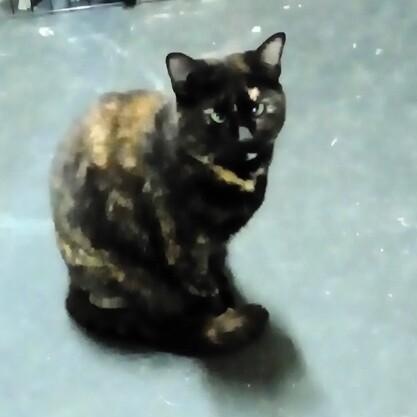 Enlarge Trixie, a Adoptable Domestic Short Hair in Fayetteville, TN image 1/2
