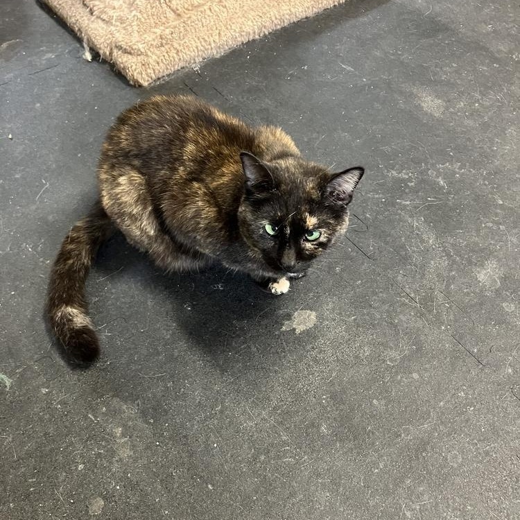 Enlarge Trixie, a Adoptable Domestic Short Hair in Fayetteville, TN image 2/2