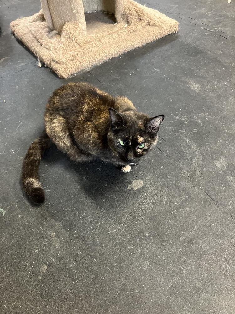 Enlarge Trixie, a Adoptable Domestic Short Hair in Fayetteville, TN image 2/2