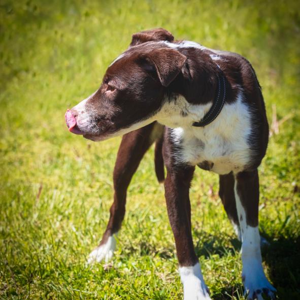 Enlarge Paulie, a Adoptable mixed breed in Franklin, PA image 2/4