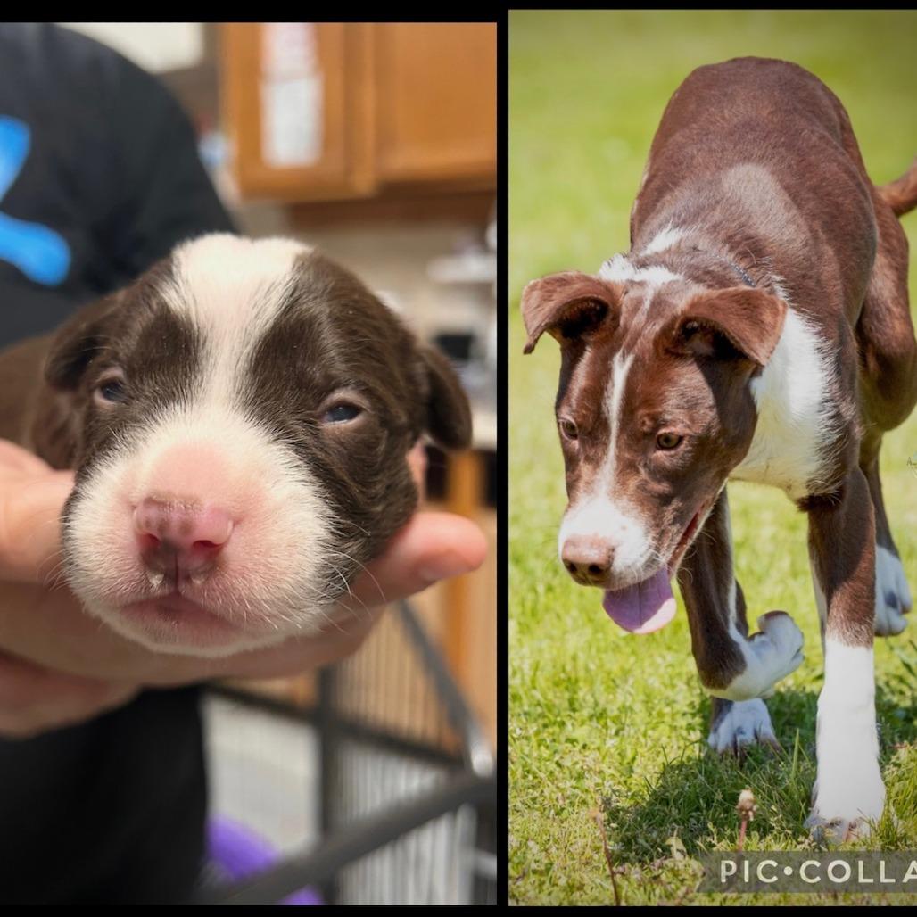 Enlarge Paulie, a Adoptable mixed breed in Franklin, PA image 3/4