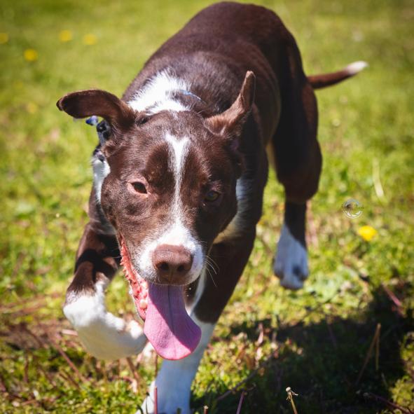 Enlarge Paulie, a Adoptable mixed breed in Franklin, PA image 4/4