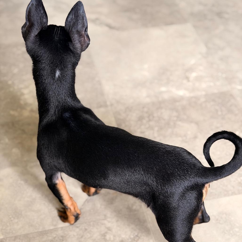 Hank, Adoptable, Young Male Chihuahua & Terrier.