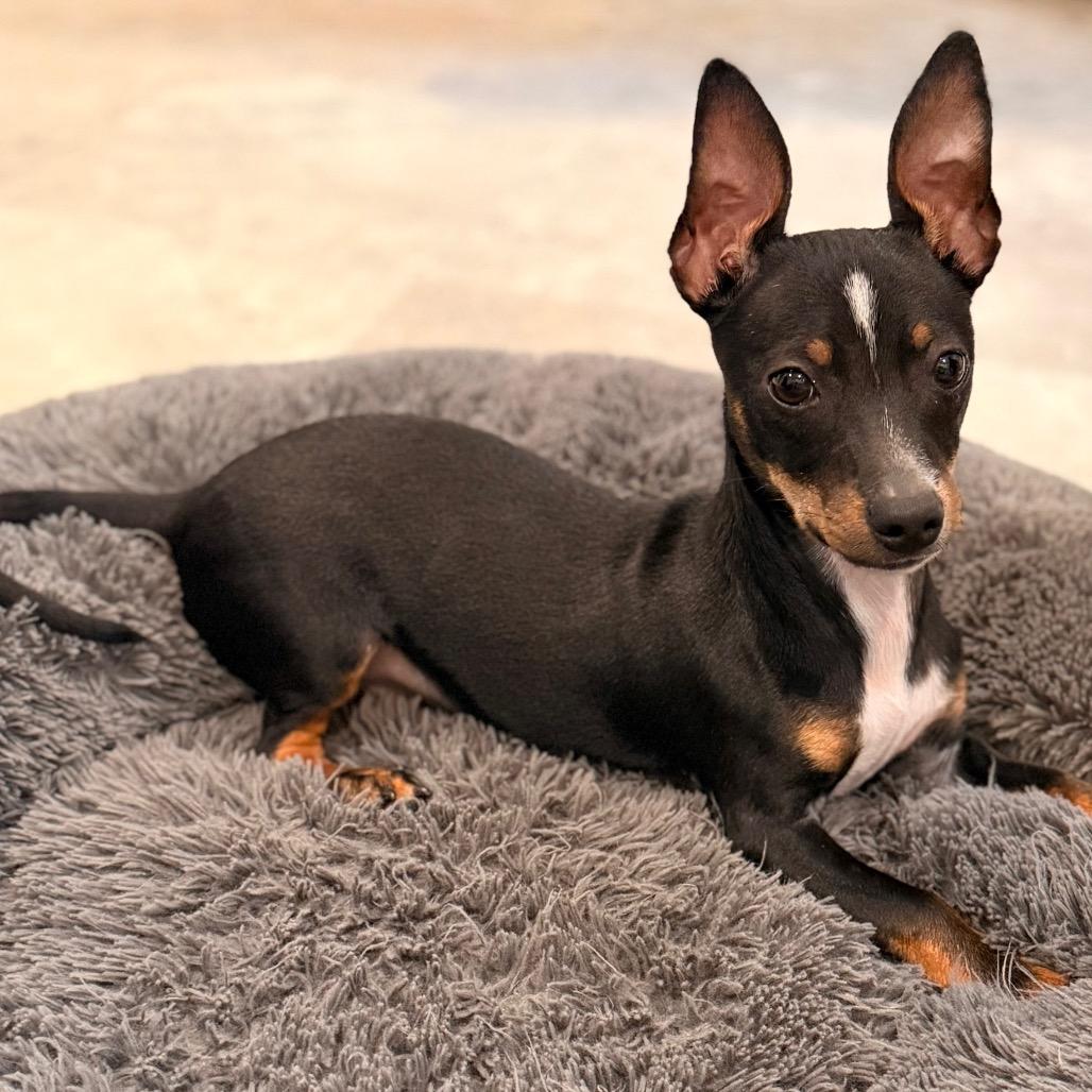 Enlarge Hank, a Adoptable mixed breed in Sonoma, CA image 4/6