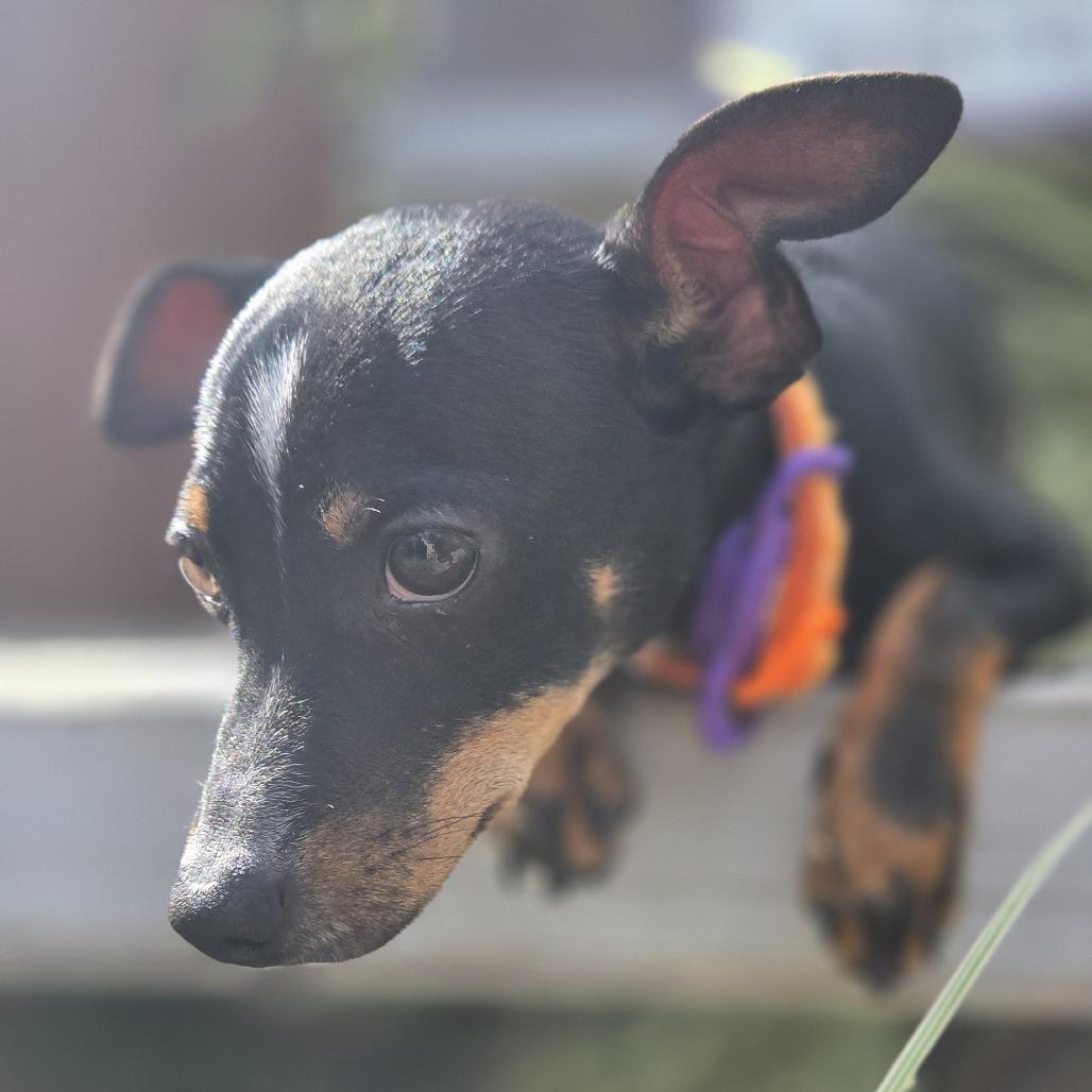 Enlarge Hank, a Adoptable mixed breed in Sonoma, CA image 5/6