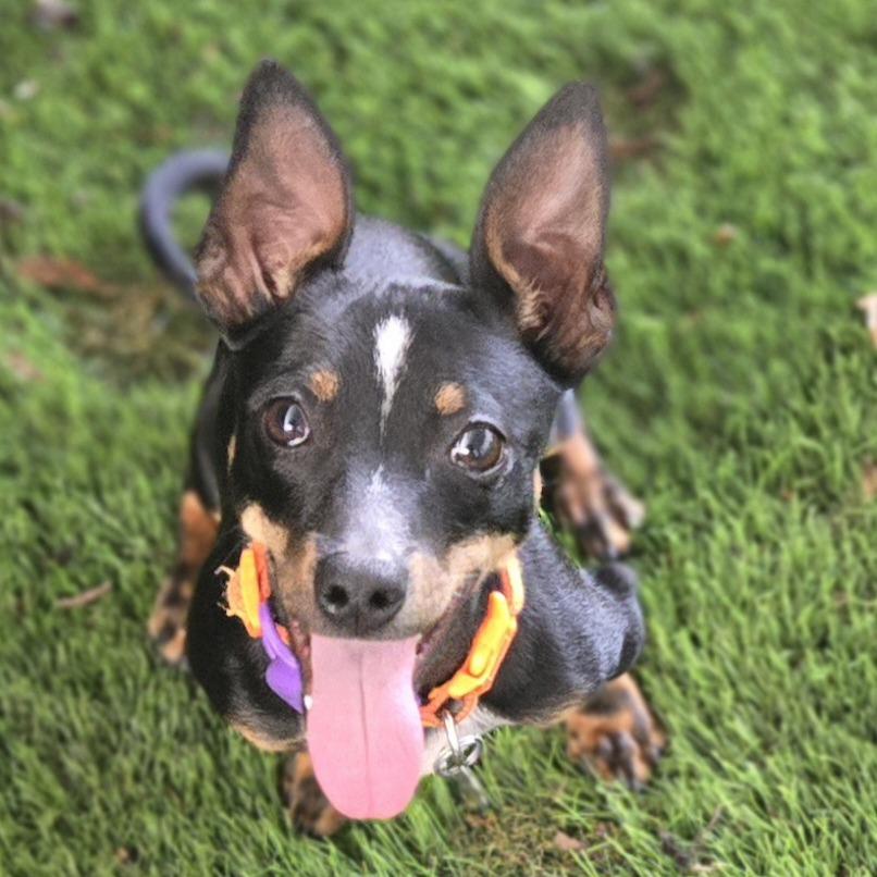 Enlarge Hank, a Adoptable mixed breed in Sonoma, CA image 6/6