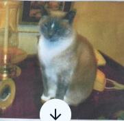 Enlarge Daisy (older teenage cat), a ADOPTABLE Siamese in Lees Summit, MO image 1/1