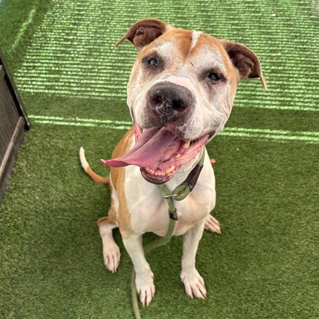 BUCK, Adoptable, Adult Male Boxer & Staffordshire Bull Terrier.
