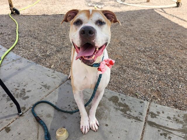BUCK, Adoptable, Adult Male Boxer & Staffordshire Bull Terrier.