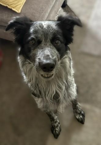 Kobe, adopted, Adult Male Border Collie & Australian Cattle Dog / Blue Heeler.