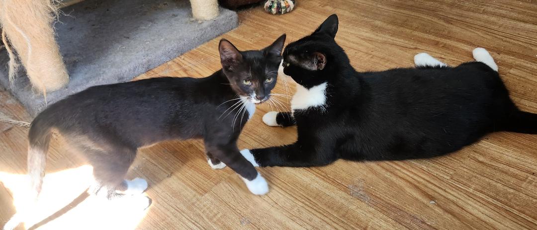 Boo, Adoptable, Kitten Female Domestic Short Hair.