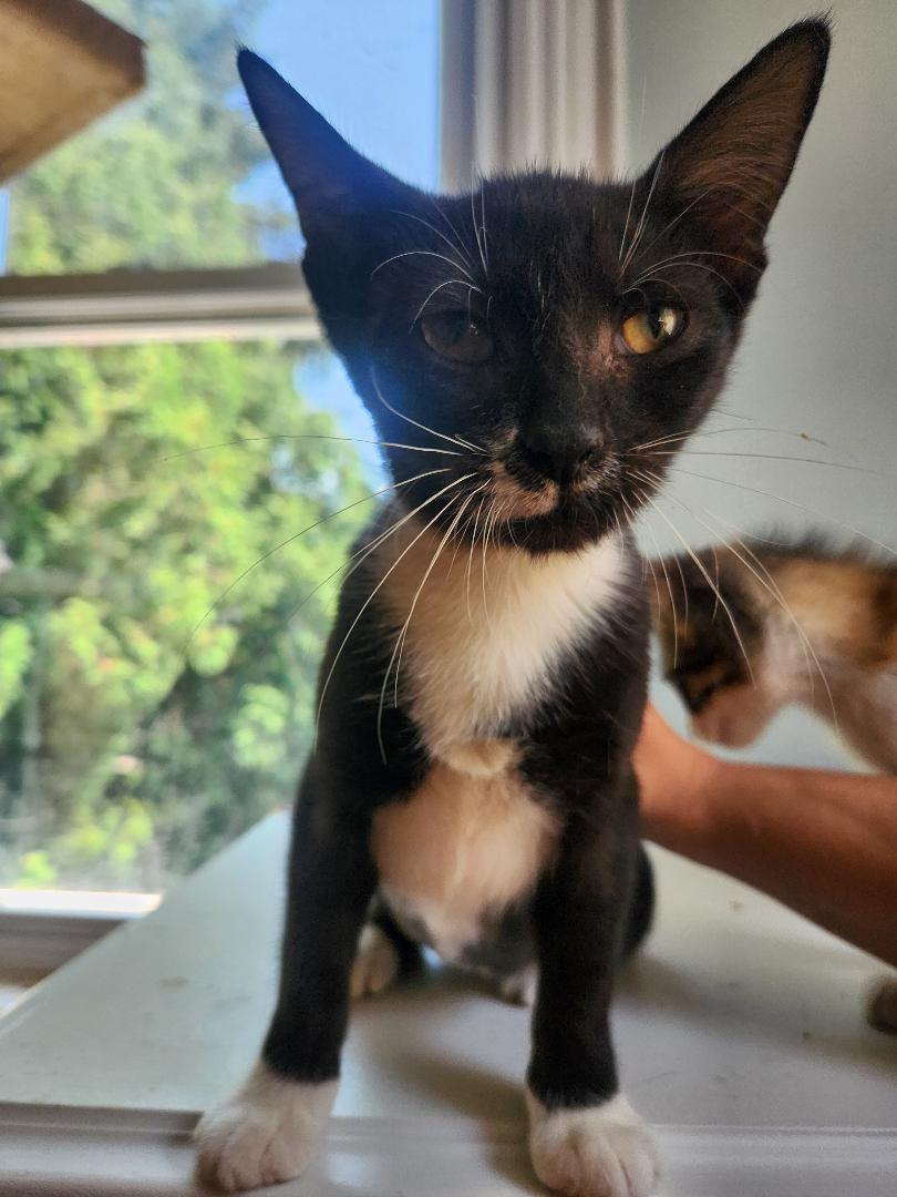 Boo, Adoptable, Adult Female Domestic Short Hair.