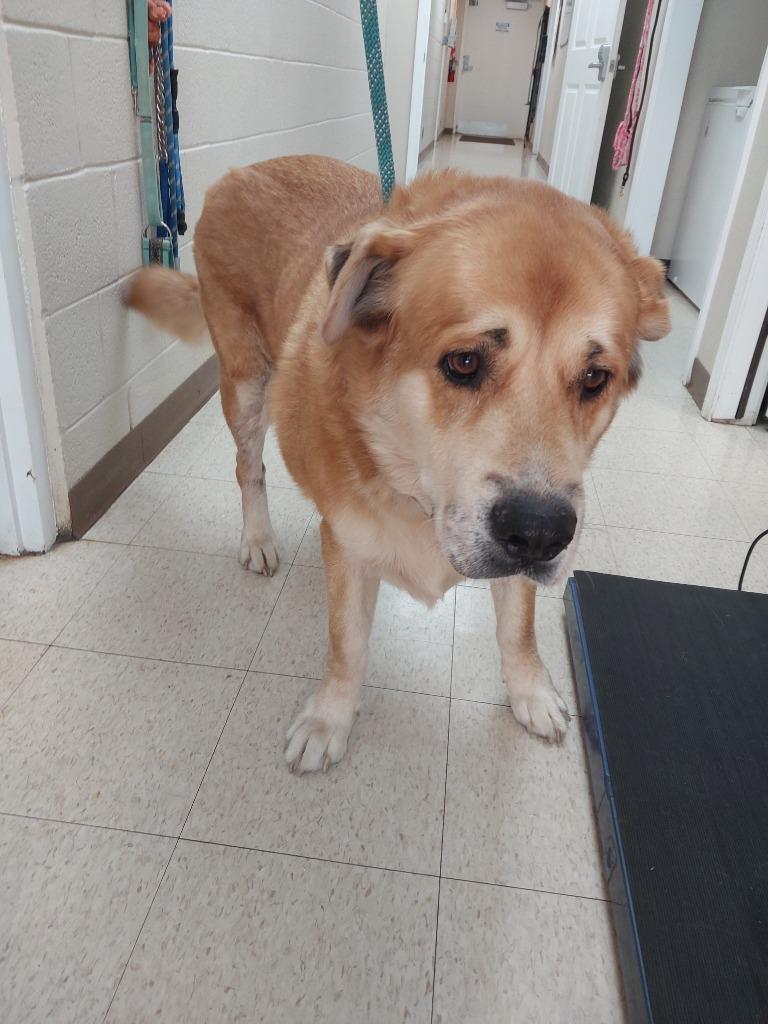 Boomer, Adoptable, Adult Male Terrier.