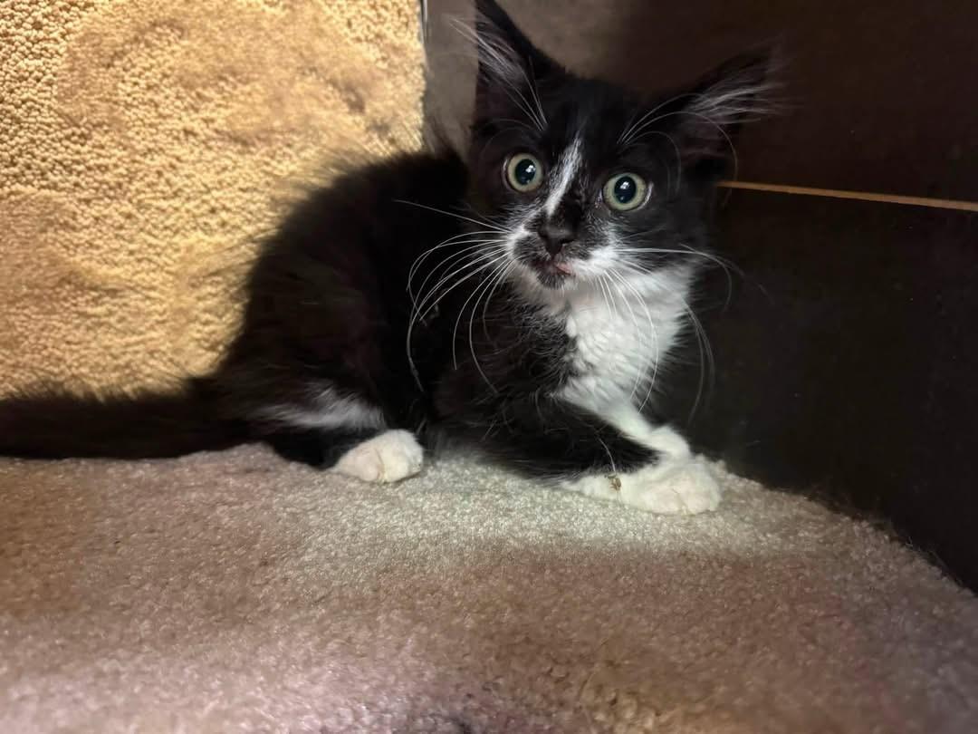 Enlarge Domino, a Adoptable Domestic Long Hair in Ripon, CA image 3/3