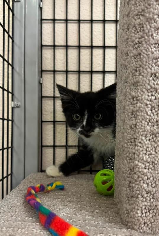 Enlarge Domino, a Adoptable Domestic Long Hair in Ripon, CA image 2/3
