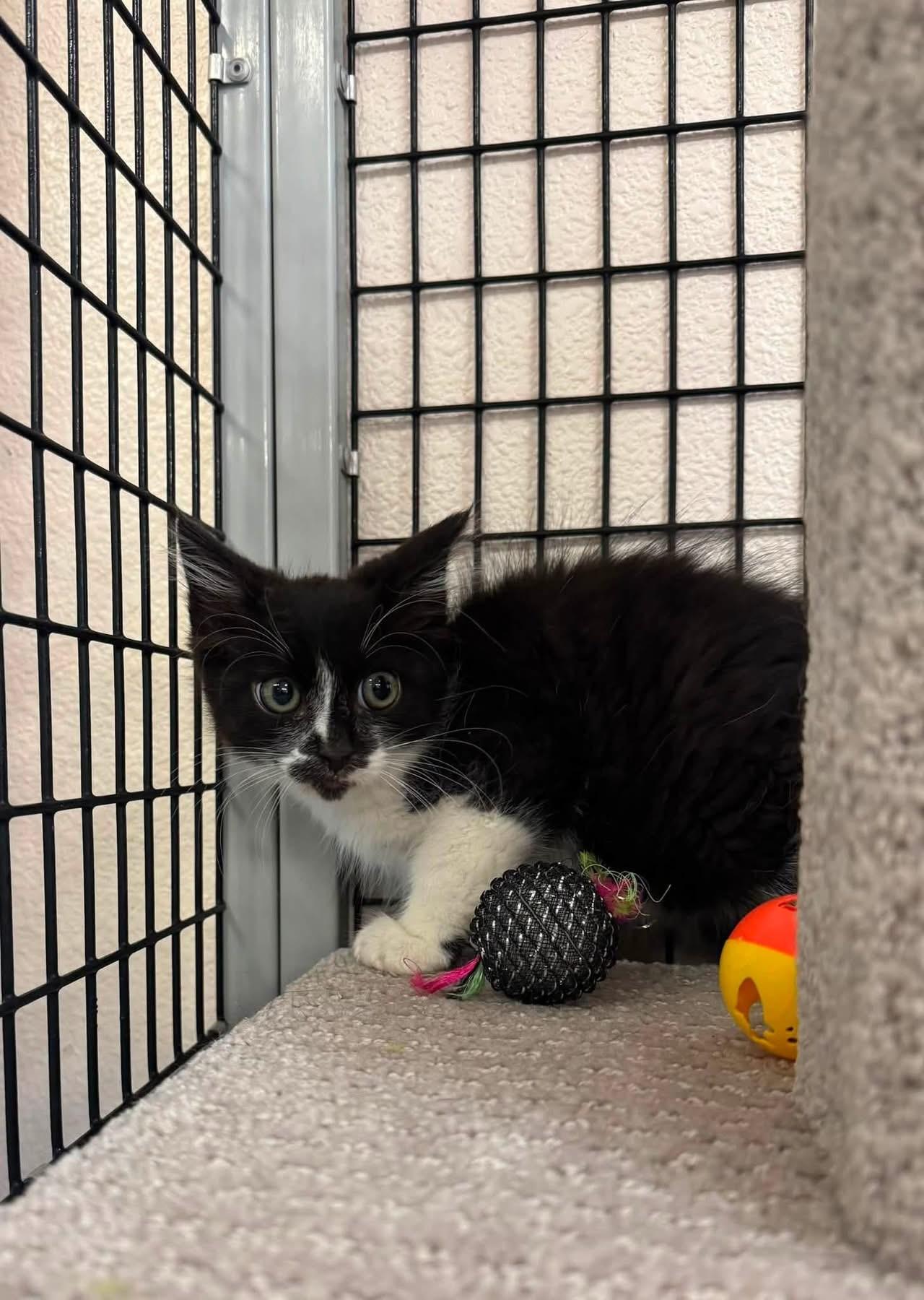Domino, ADOPTABLE, Young Male Domestic Long Hair.