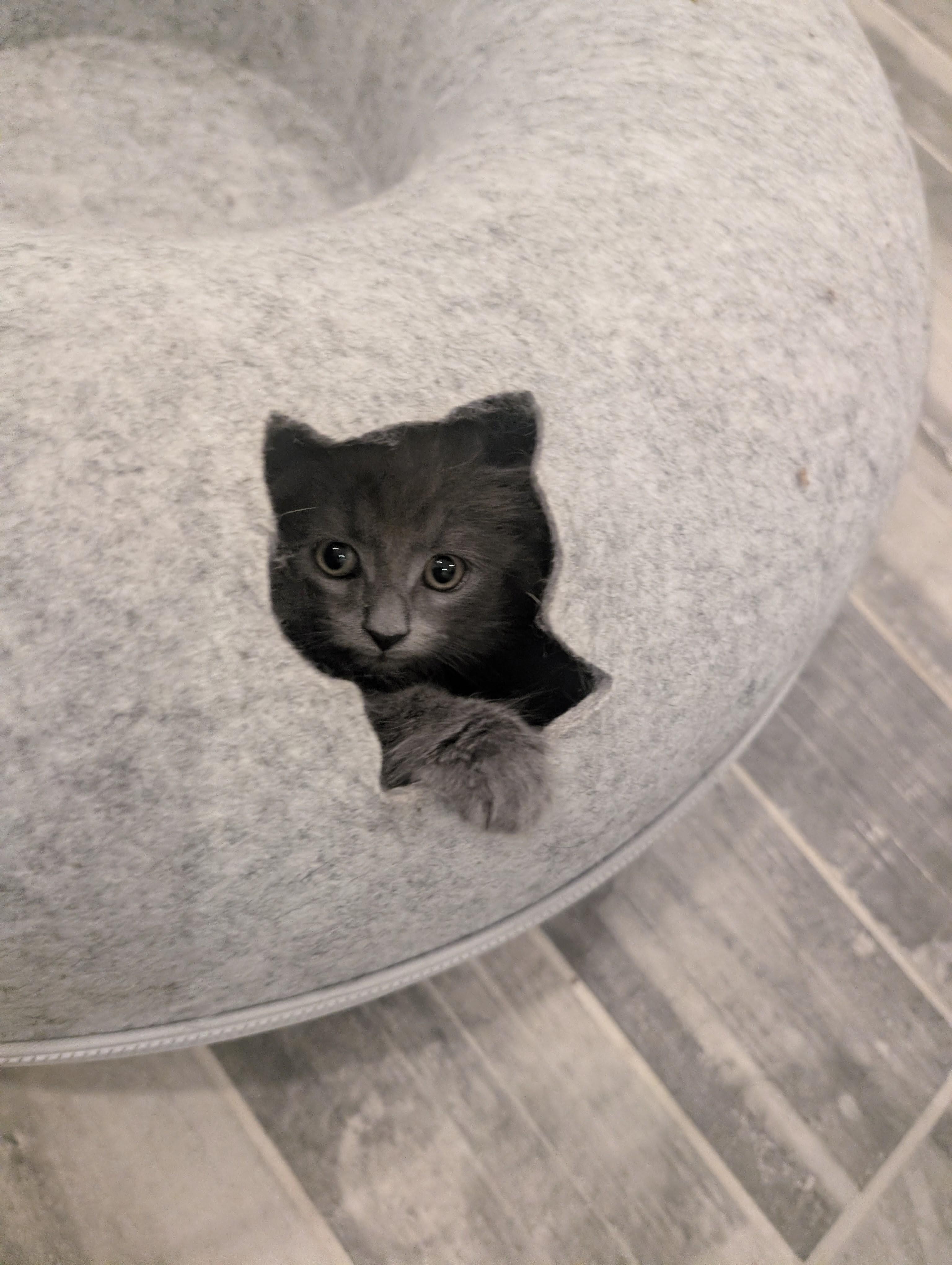 Cafe Kittens - Boba, a ADOPTABLE Domestic Medium Hair in Leesburg, VA image 2/5