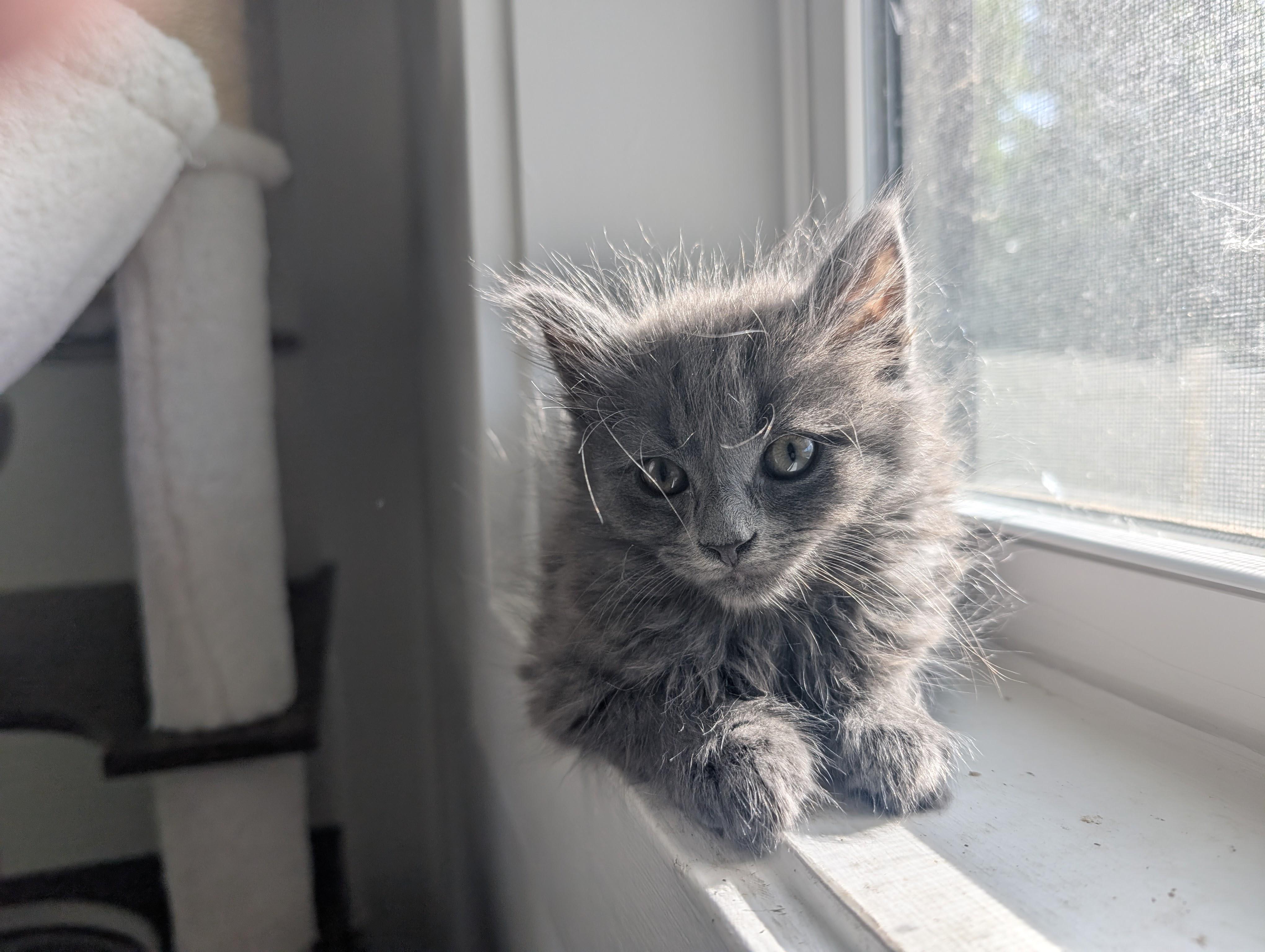 Cafe Kittens - Boba, a ADOPTABLE Domestic Medium Hair in Leesburg, VA image 5/5