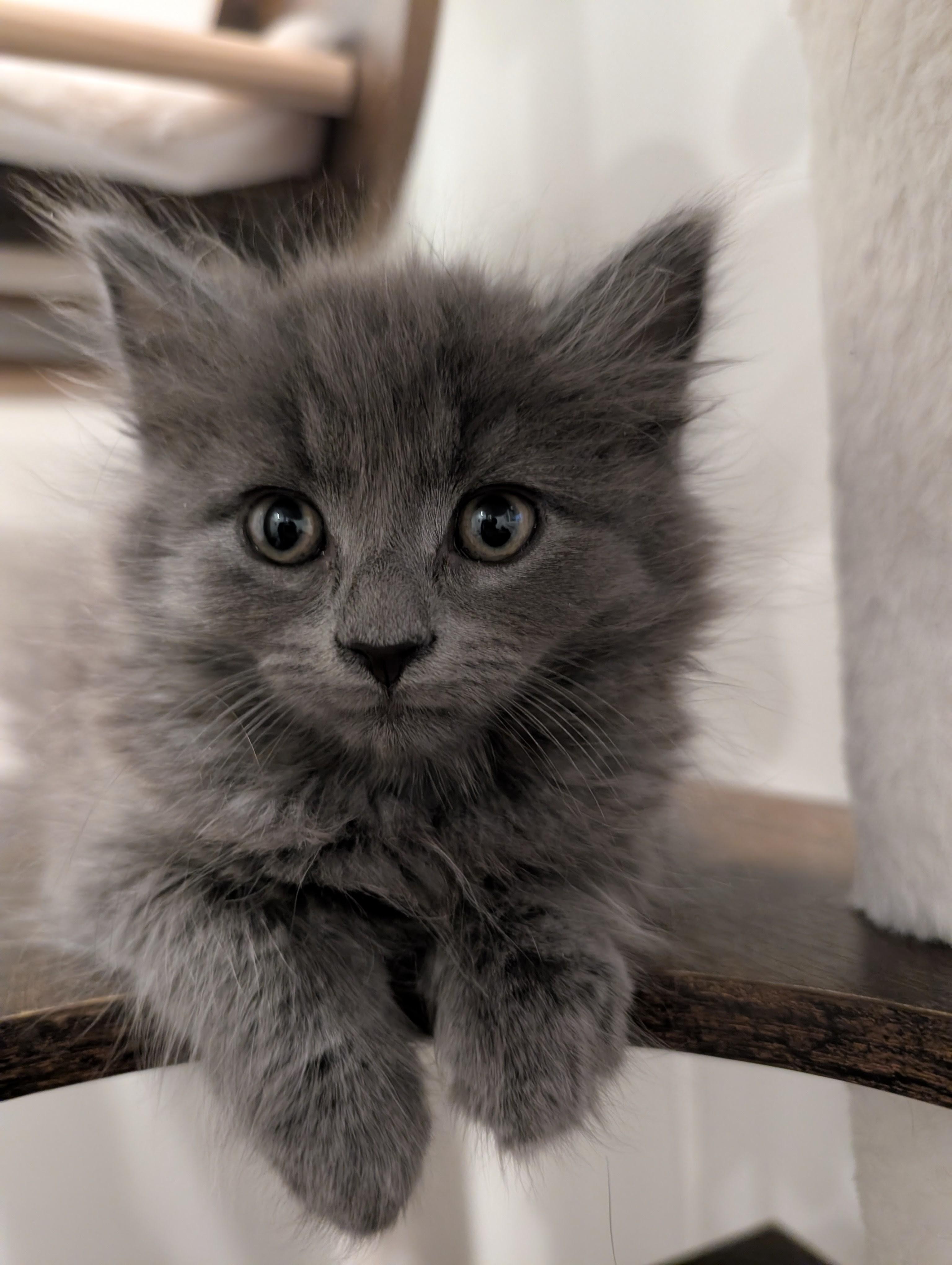 Cafe Kittens - Boba, a ADOPTABLE Domestic Medium Hair in Leesburg, VA image 3/5