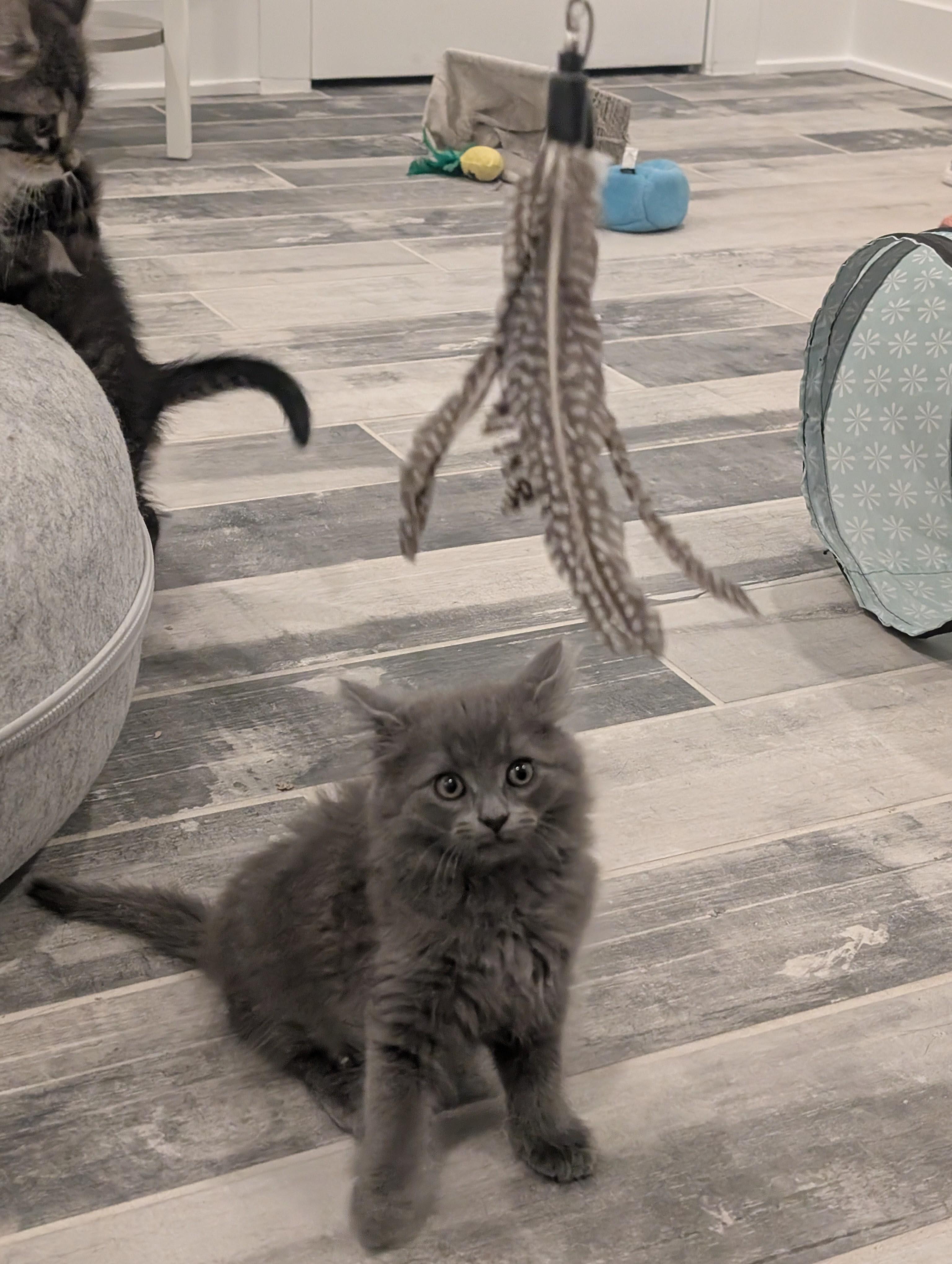 Cafe Kittens - Boba, a ADOPTABLE Domestic Medium Hair in Leesburg, VA image 4/5