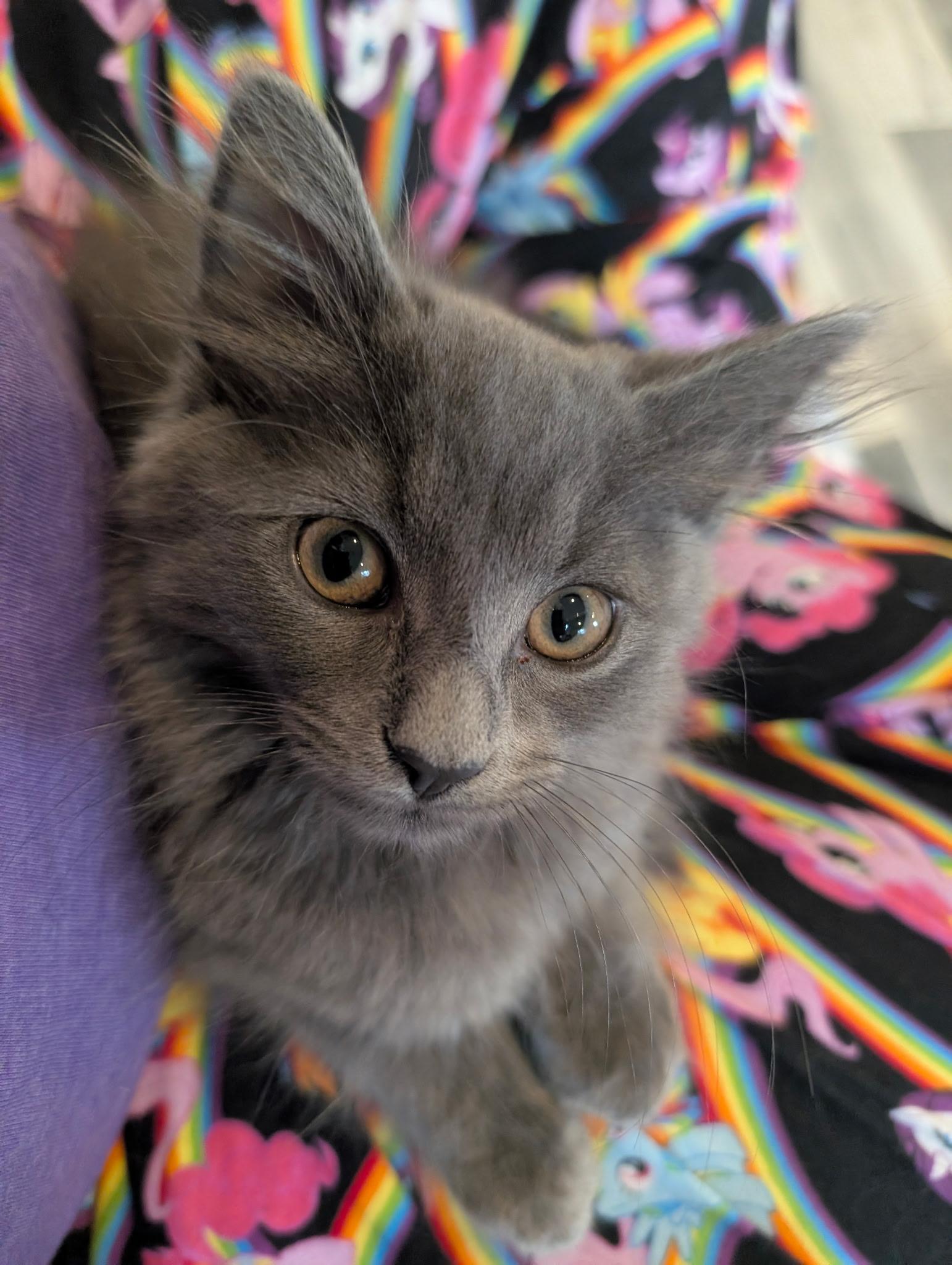 Cafe Kittens - Boba, a ADOPTABLE Domestic Medium Hair in Leesburg, VA image 1/5