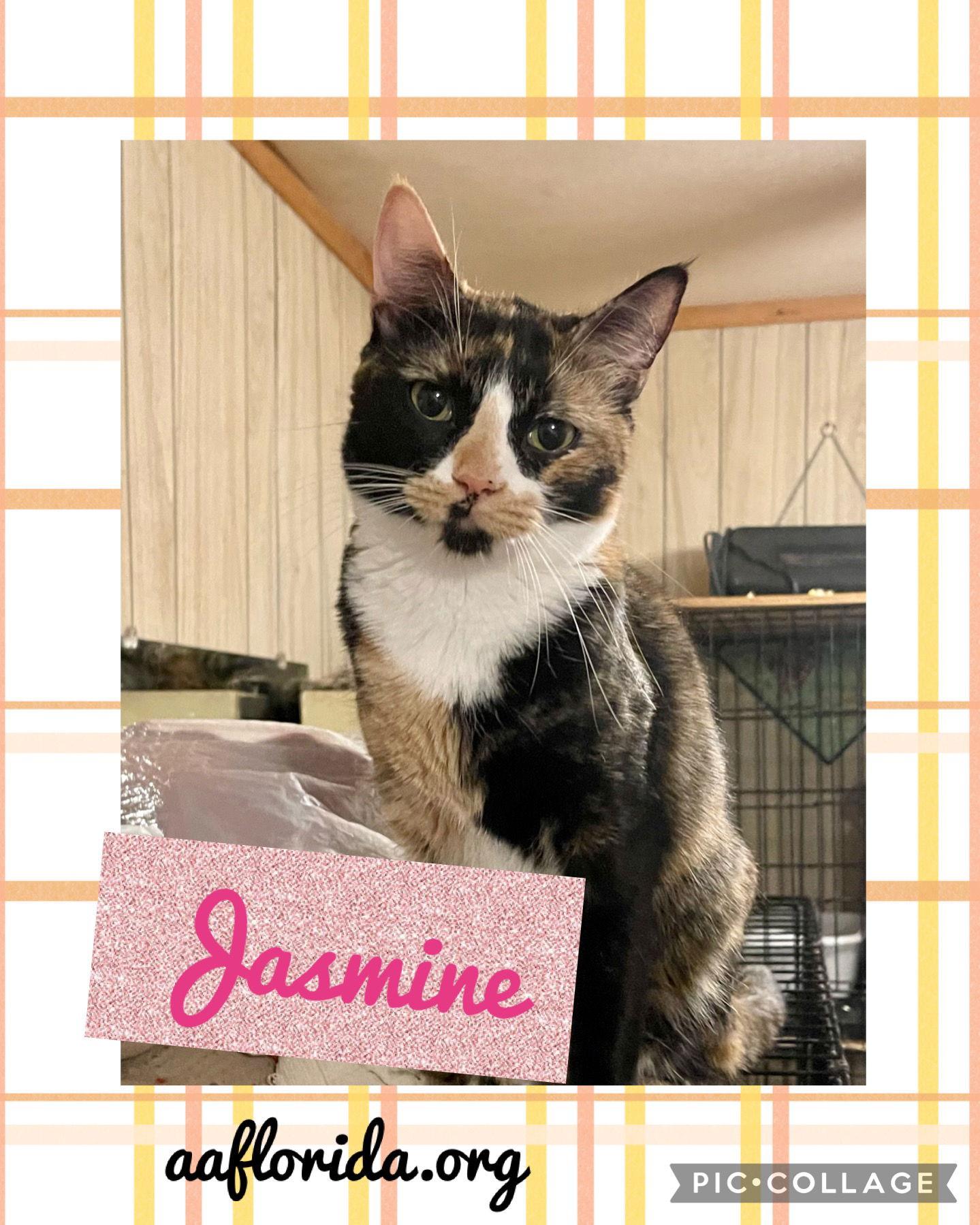 Enlarge Jasmine, a Adoptable mixed breed in Pensacola, FL image 1/3