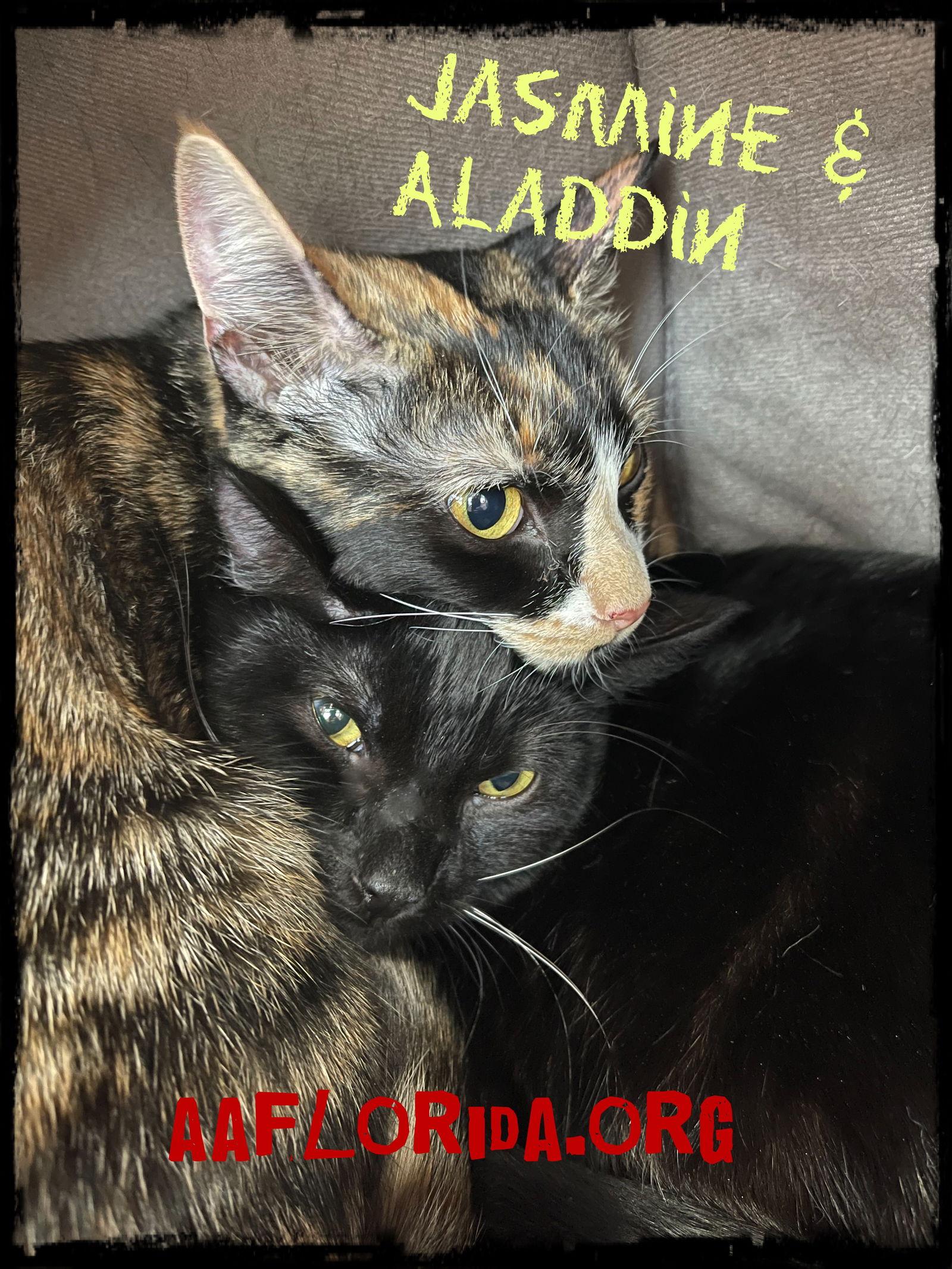 Enlarge Jasmine, a Adoptable mixed breed in Pensacola, FL image 3/3