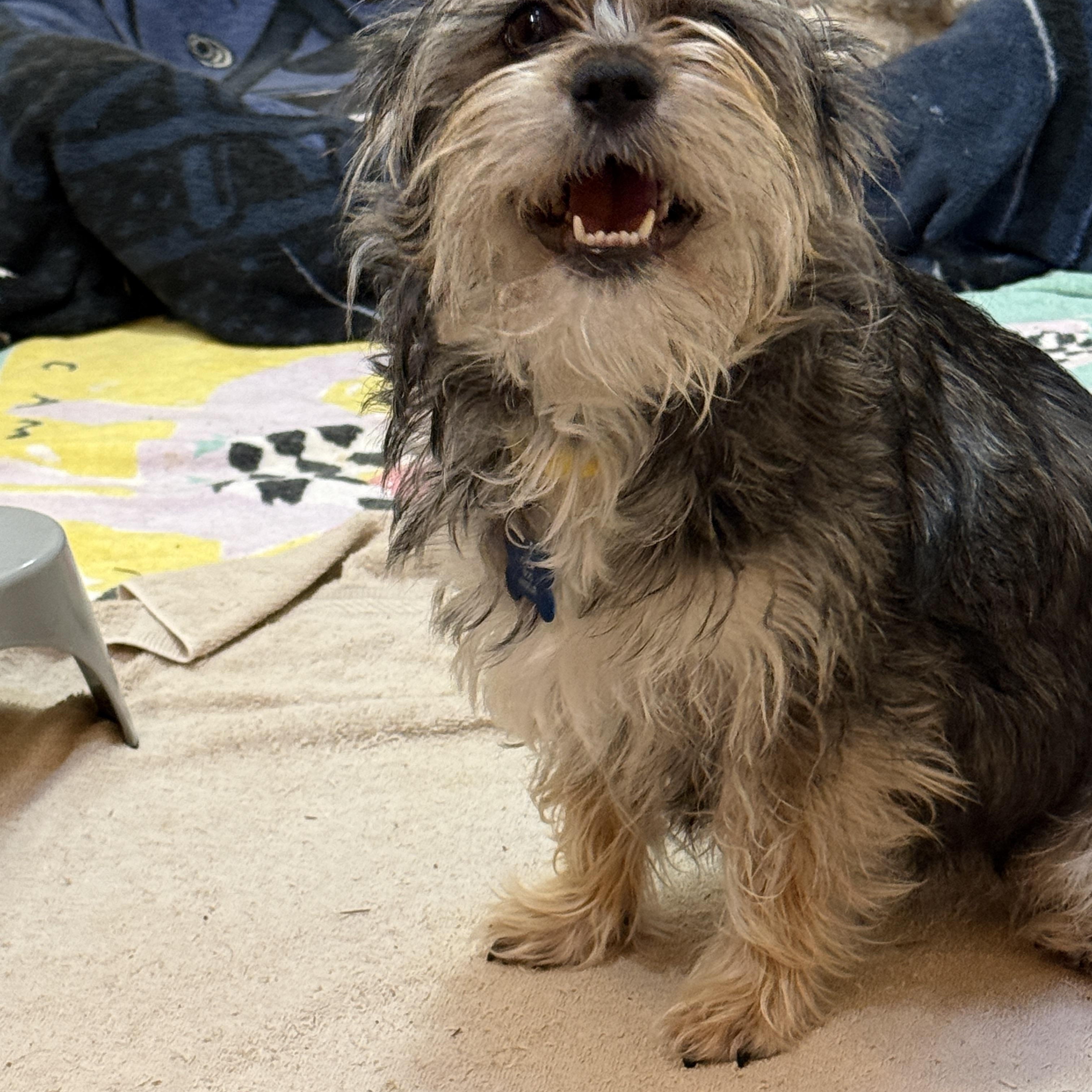 Enlarge Marnie, a ADOPTABLE mixed breed in Gig Harbor, WA image 2/3