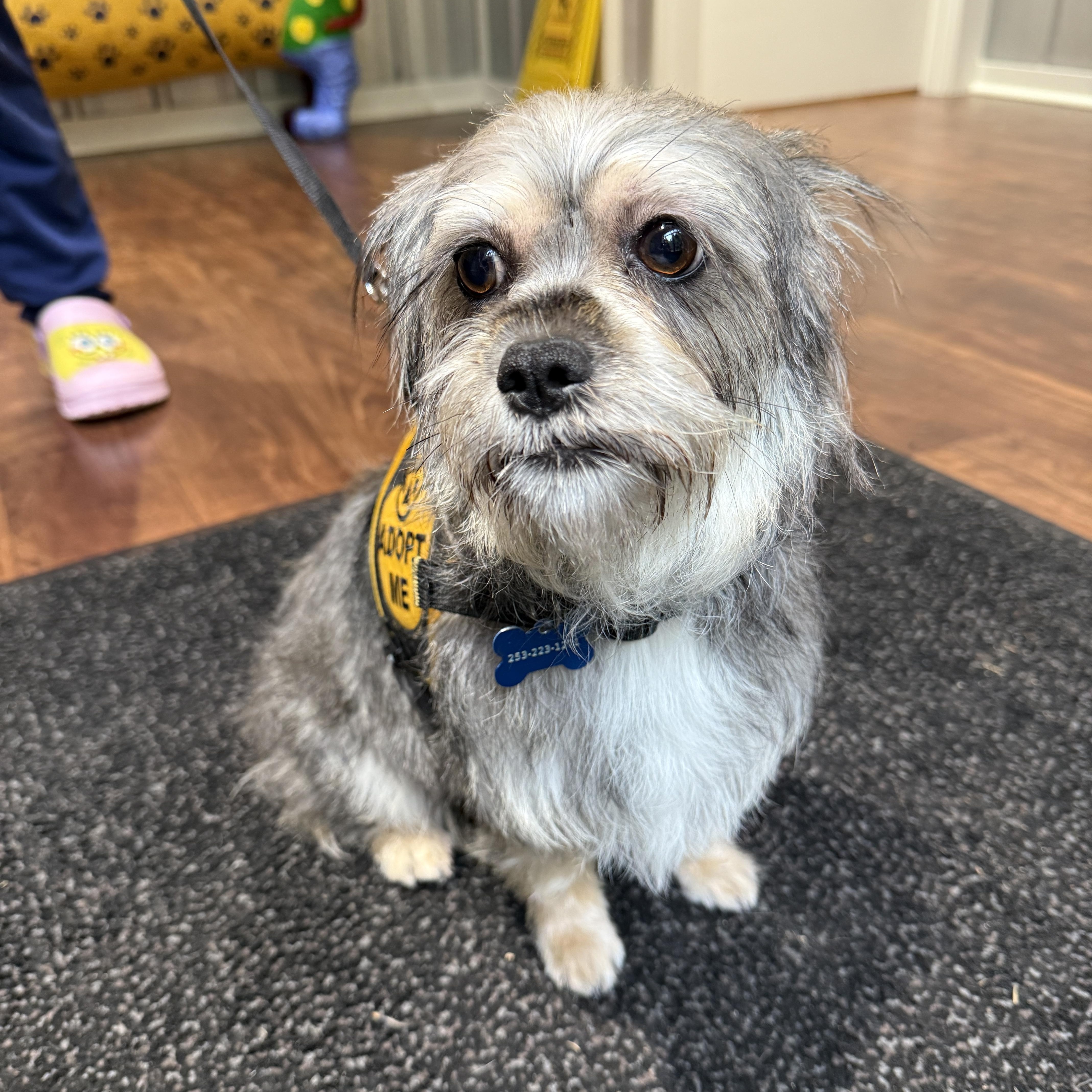 Marnie, ADOPTABLE, Adult Female Miniature Schnauzer & Havanese.